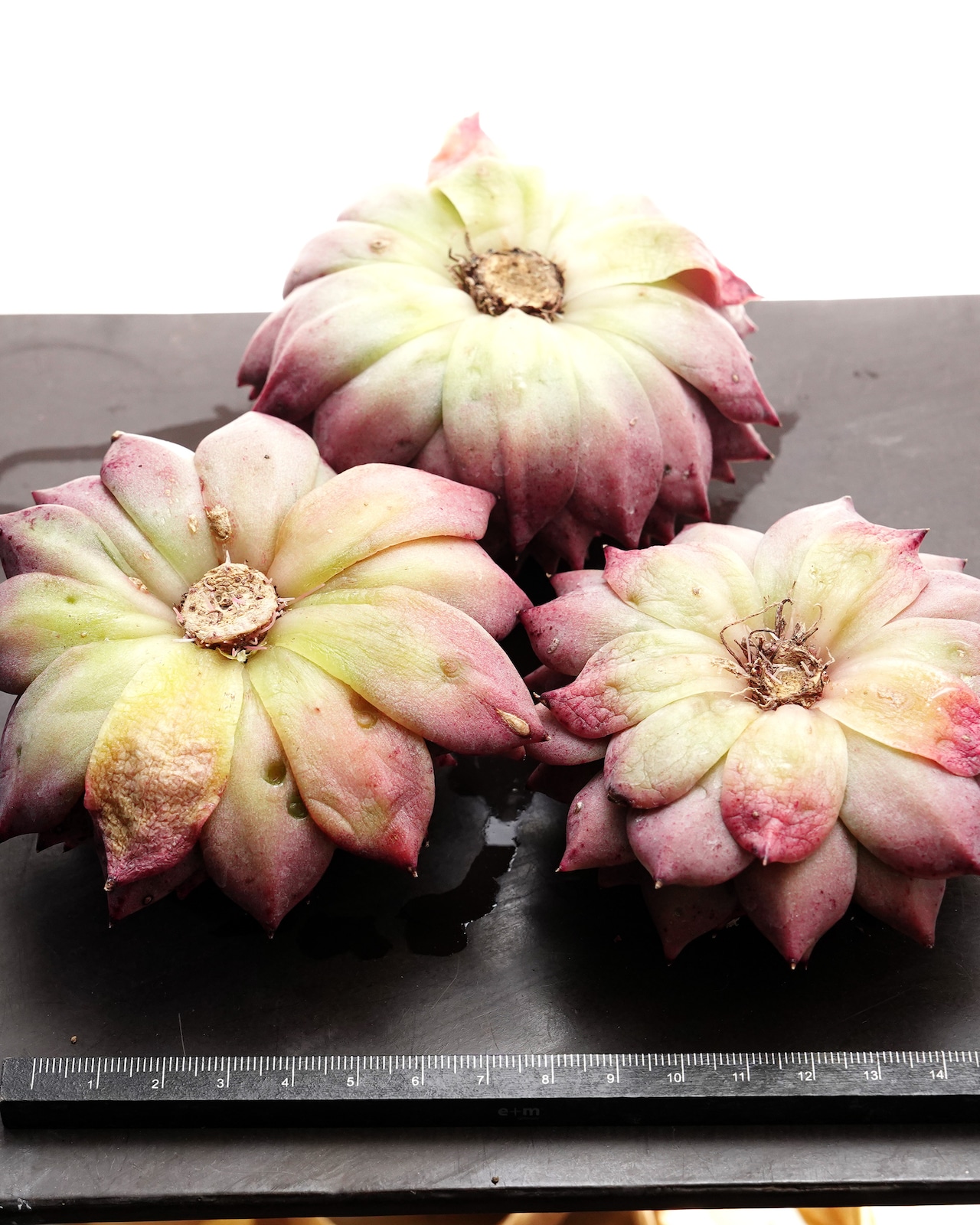 カット苗 レト 大サイズ Echeveria 'Retto'