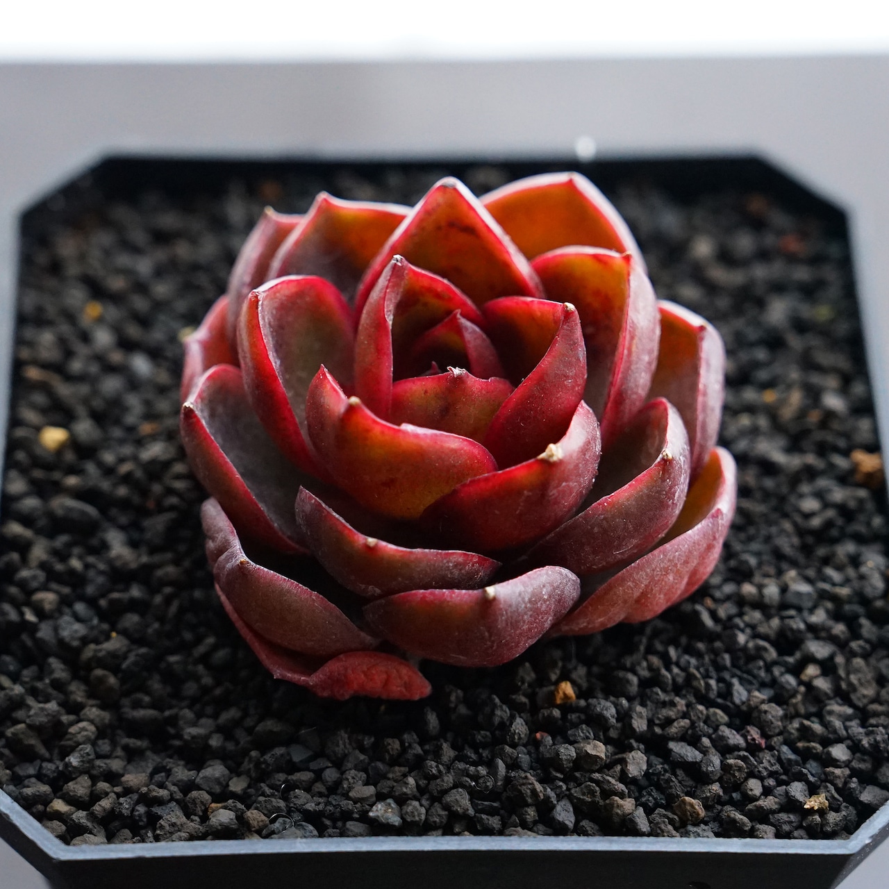 カット苗 レッドライト 【日本初上陸？】 Echeveria 'Red Light'