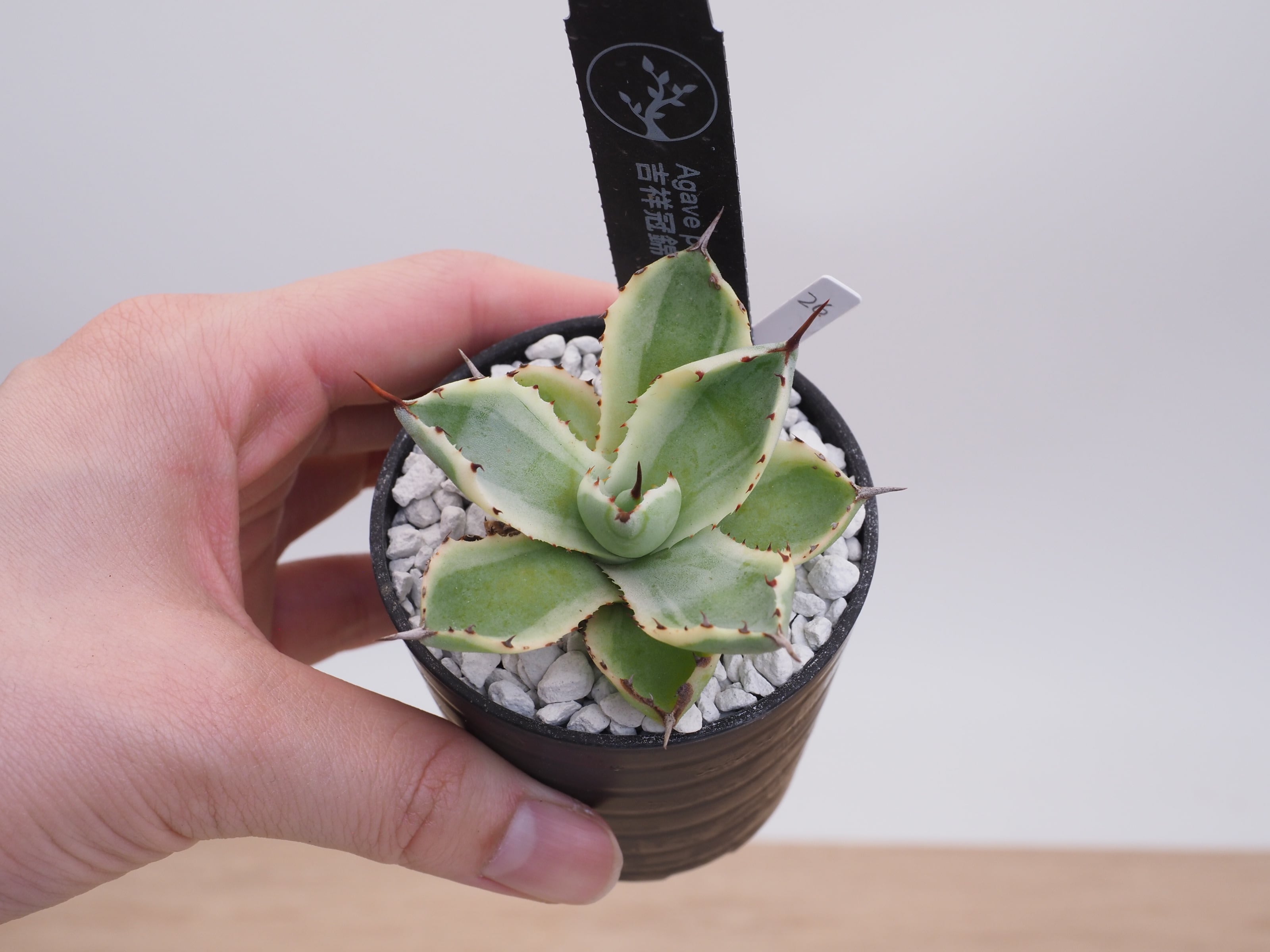 アガベ | THE CORE