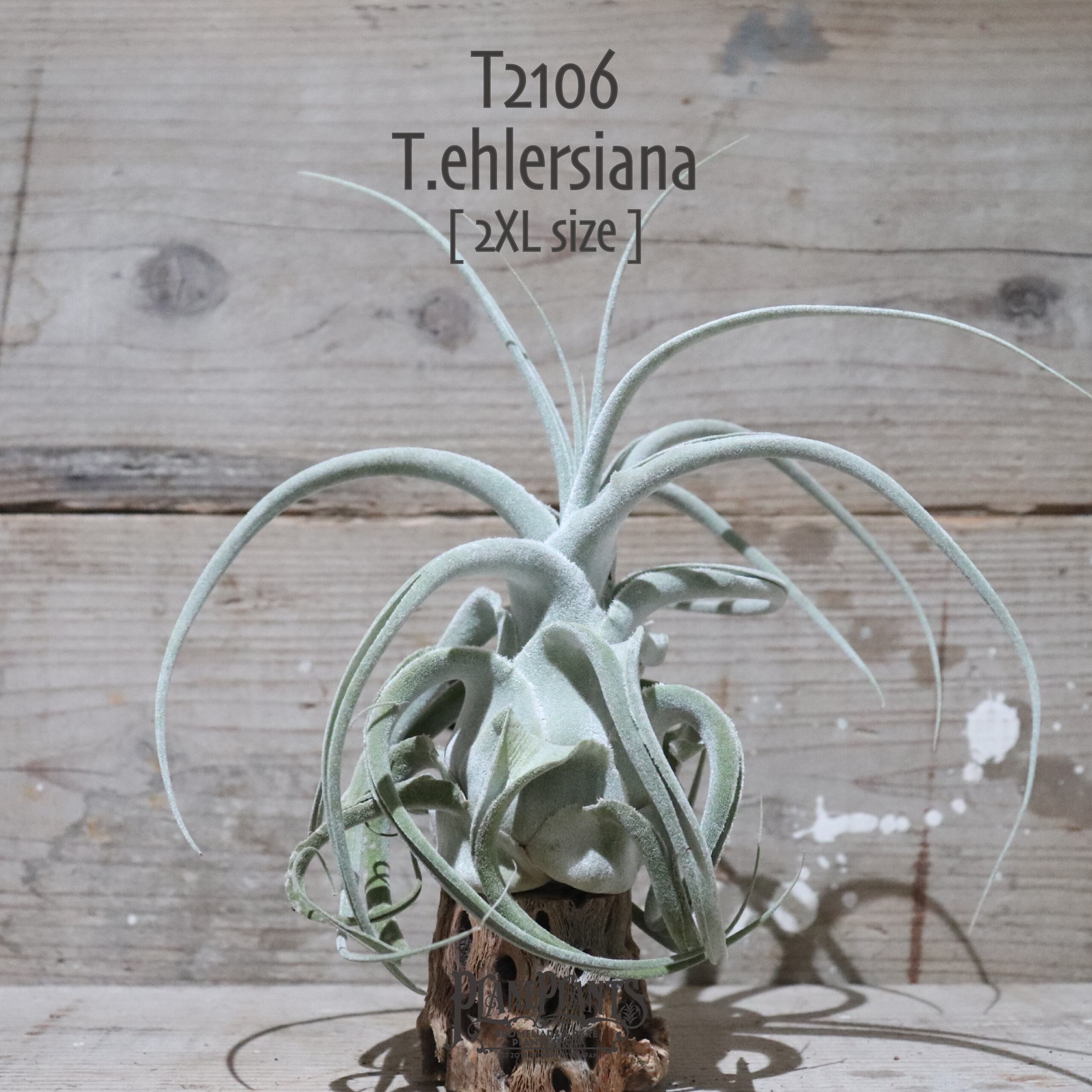 【送料無料】ehlersiana 2XL〔エアプランツ〕現品発送T2106