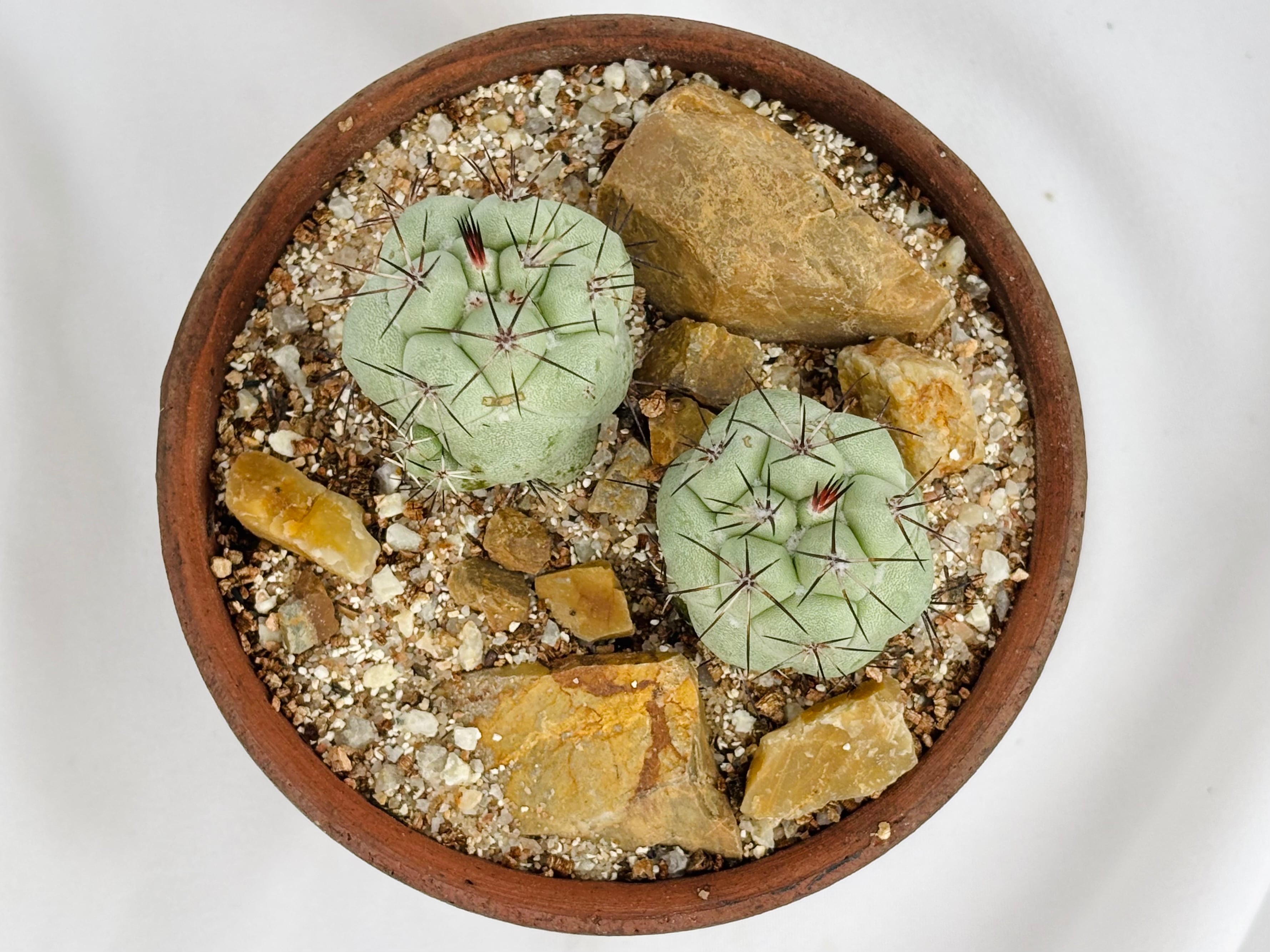 Ortegocactus macdougallii オルテゴカクタス マクドガリー サボテン