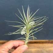 チランジア　アラウジェイ　パープルスター【300】