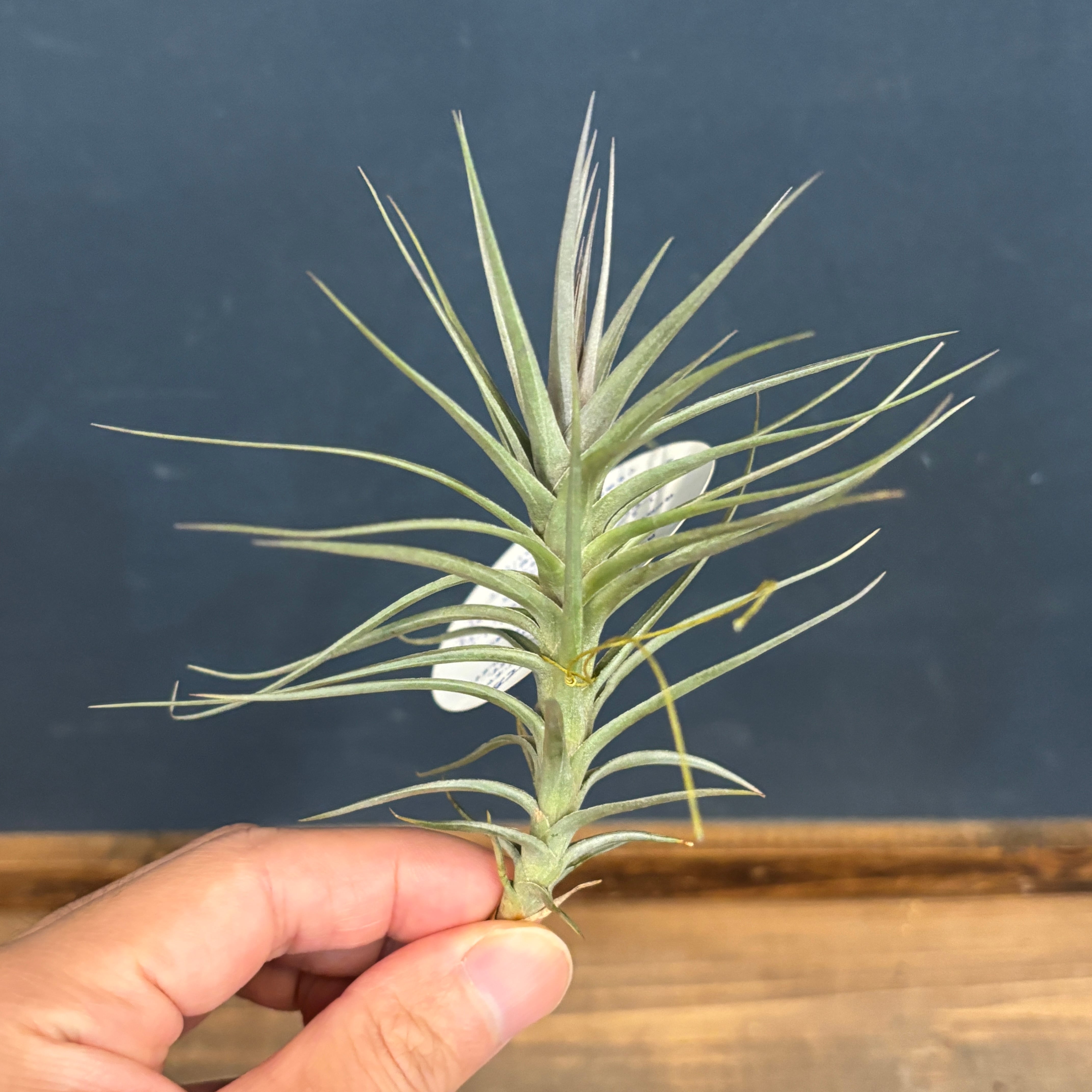 チランジア アラウジェイ パープルスター【300】