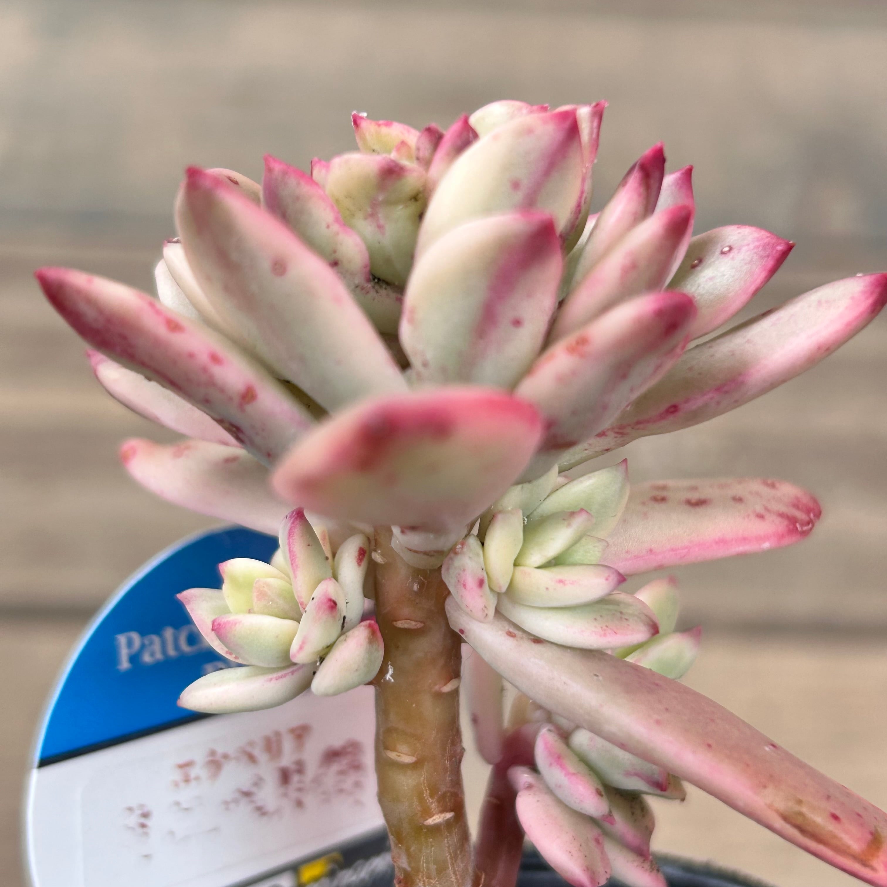 ミニベル錦 | RuPo 多肉植物専門店