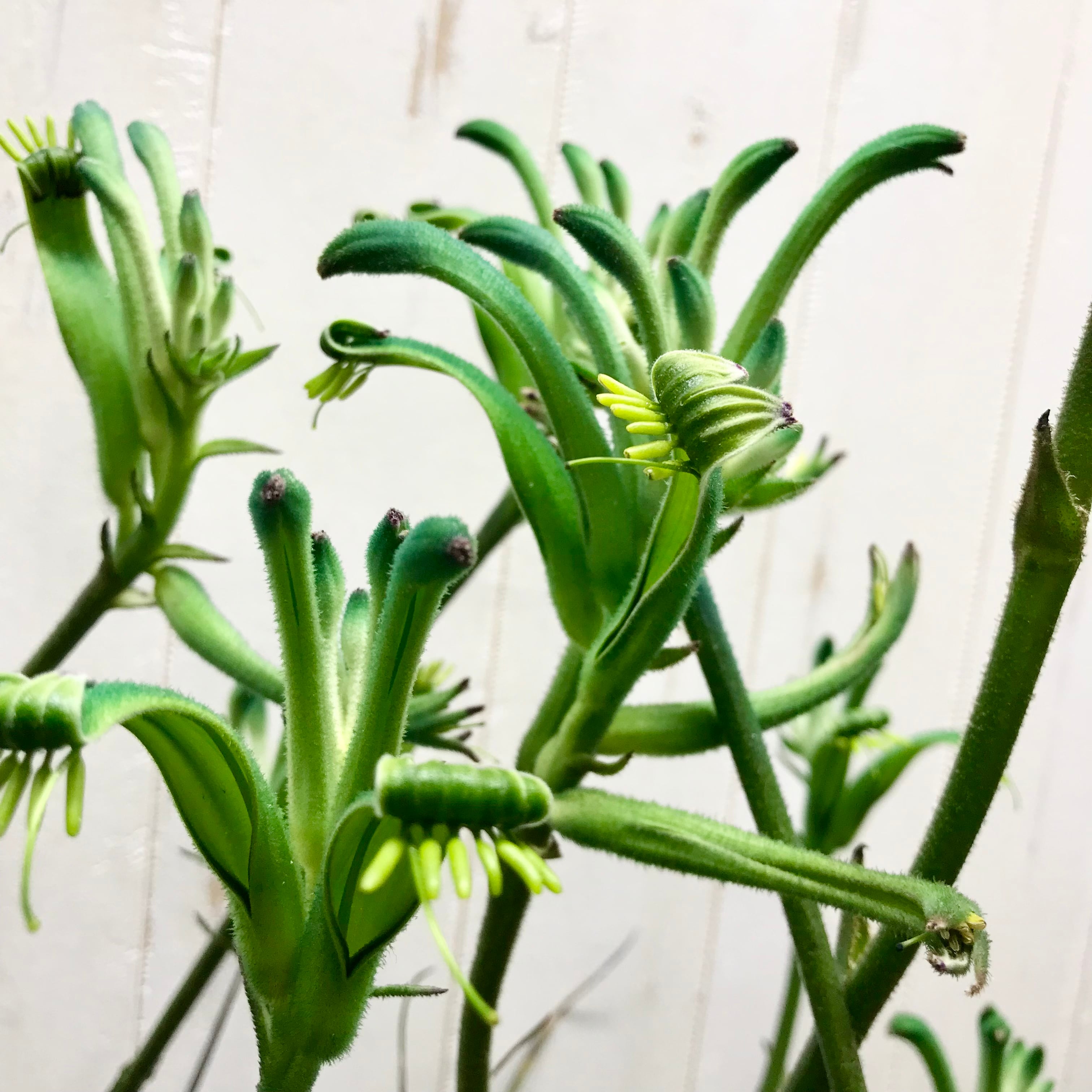 珍色♡ 希少 オージープランツ Anigozanthos カンガルーポー ドラゴン