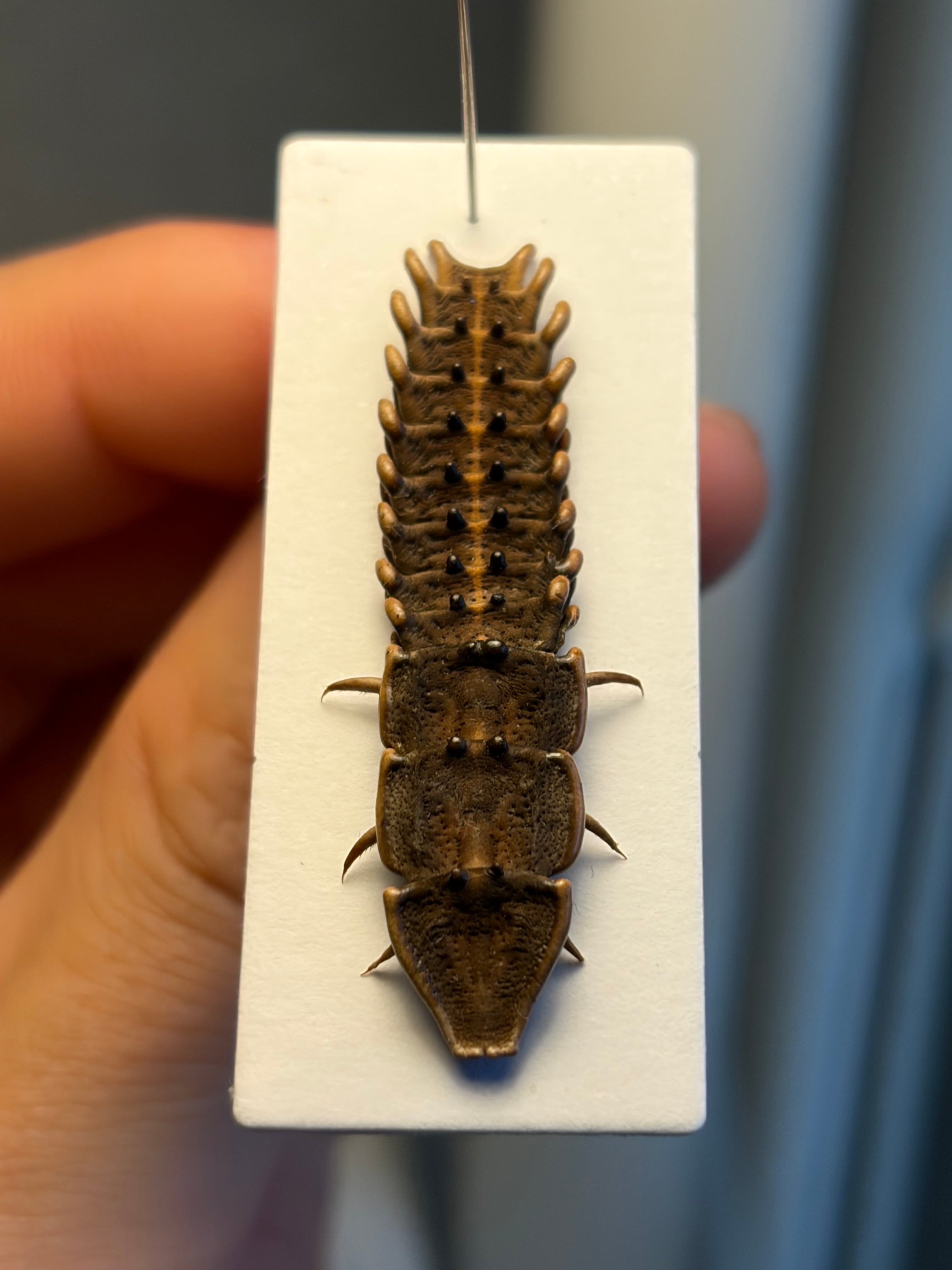 ベニボタルの一種 昆虫標本　ホタル標本　蛍タランチュラムカデセンチピードサソリ 長細いサンヨウベニボタルの昆虫標本ホタル標本 蛍タランチュラムカデ
