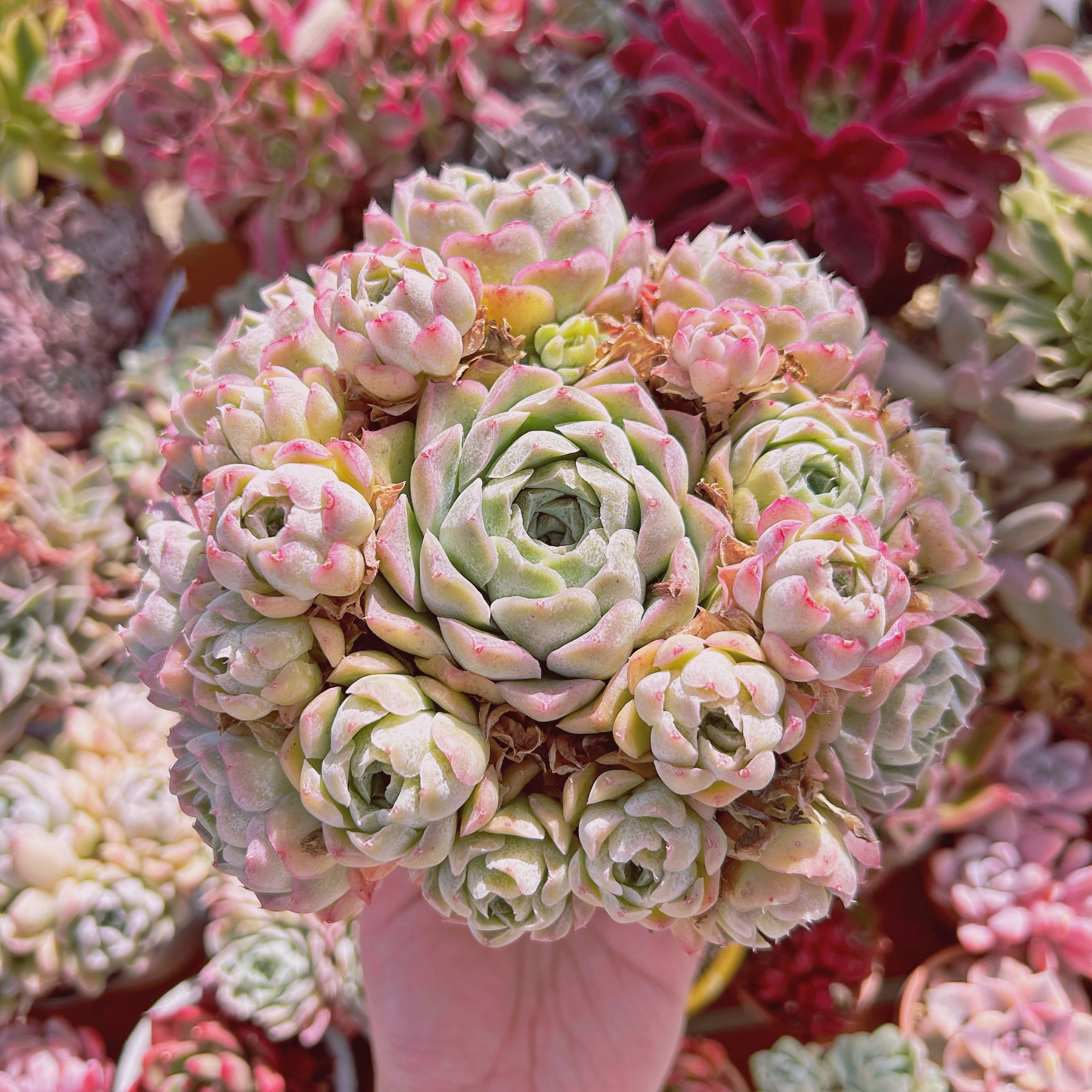 #912現物　多肉植物　薔薇月影　特特大