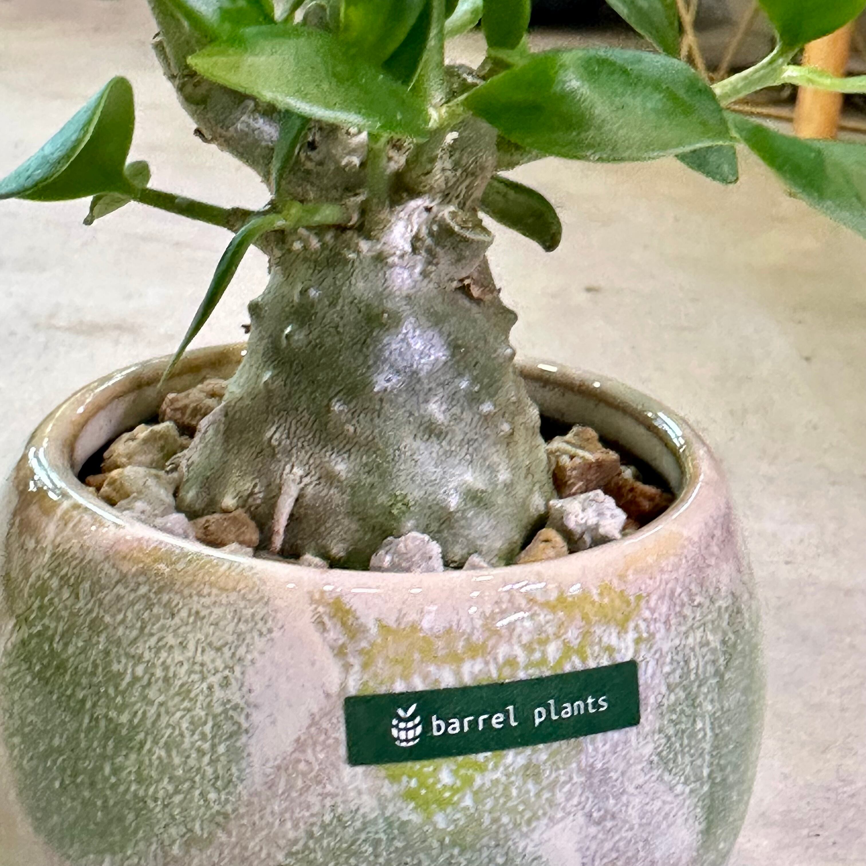 ヒドノフィツム・パプアナム | barrelplants_BONSAI