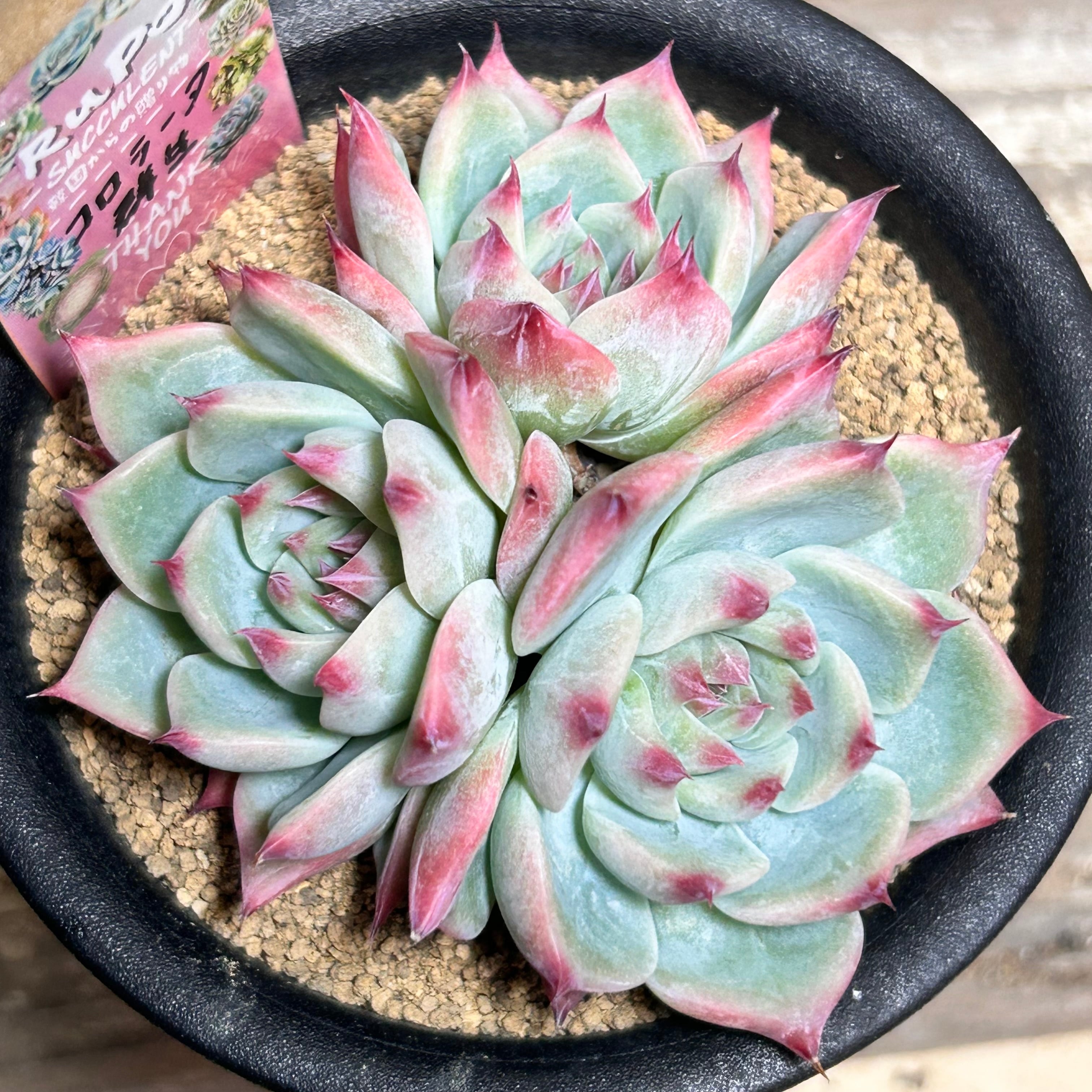 群生 | RuPo 多肉植物専門店