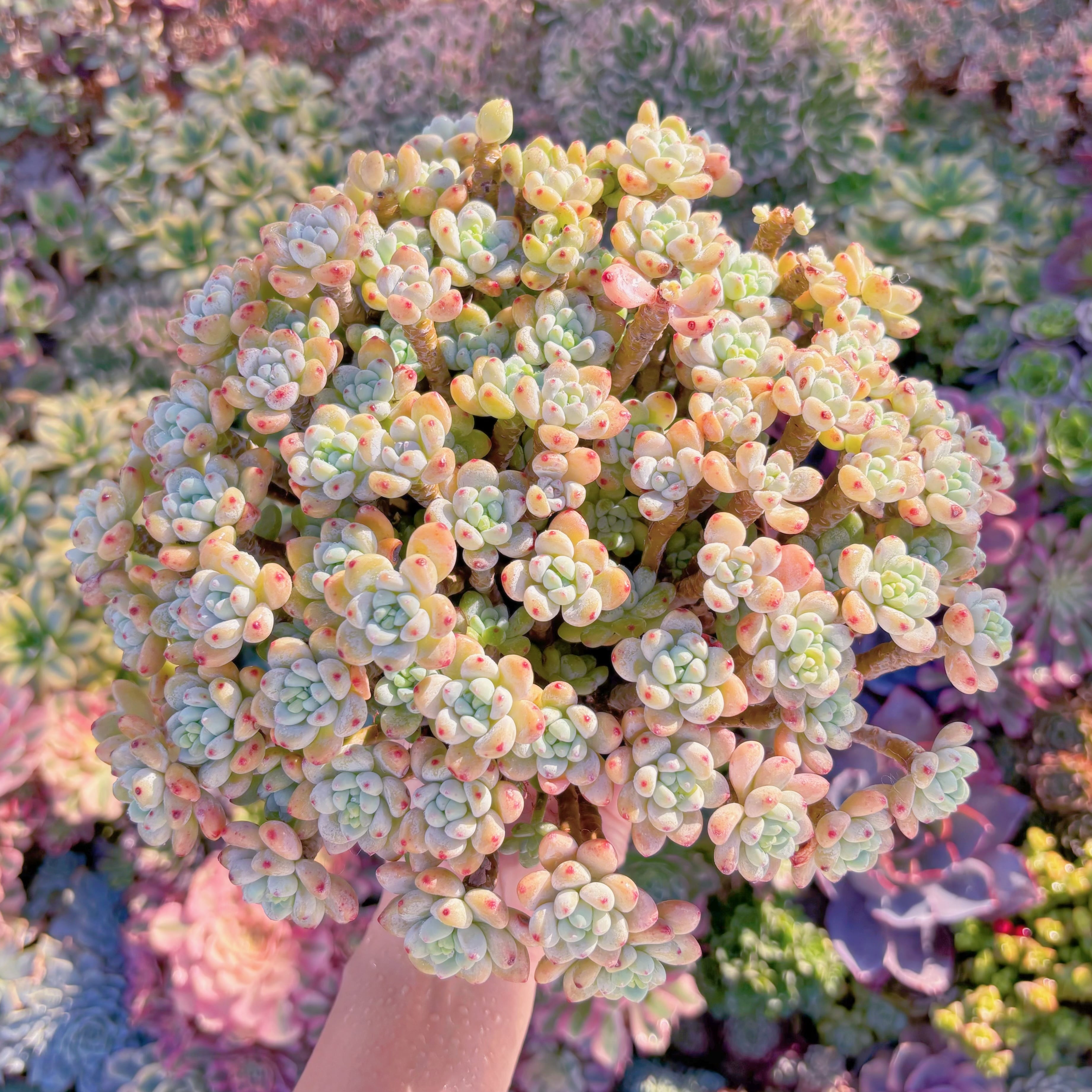 現品　ピンクラウル#M241　特特大群生　新入荷　るる農園