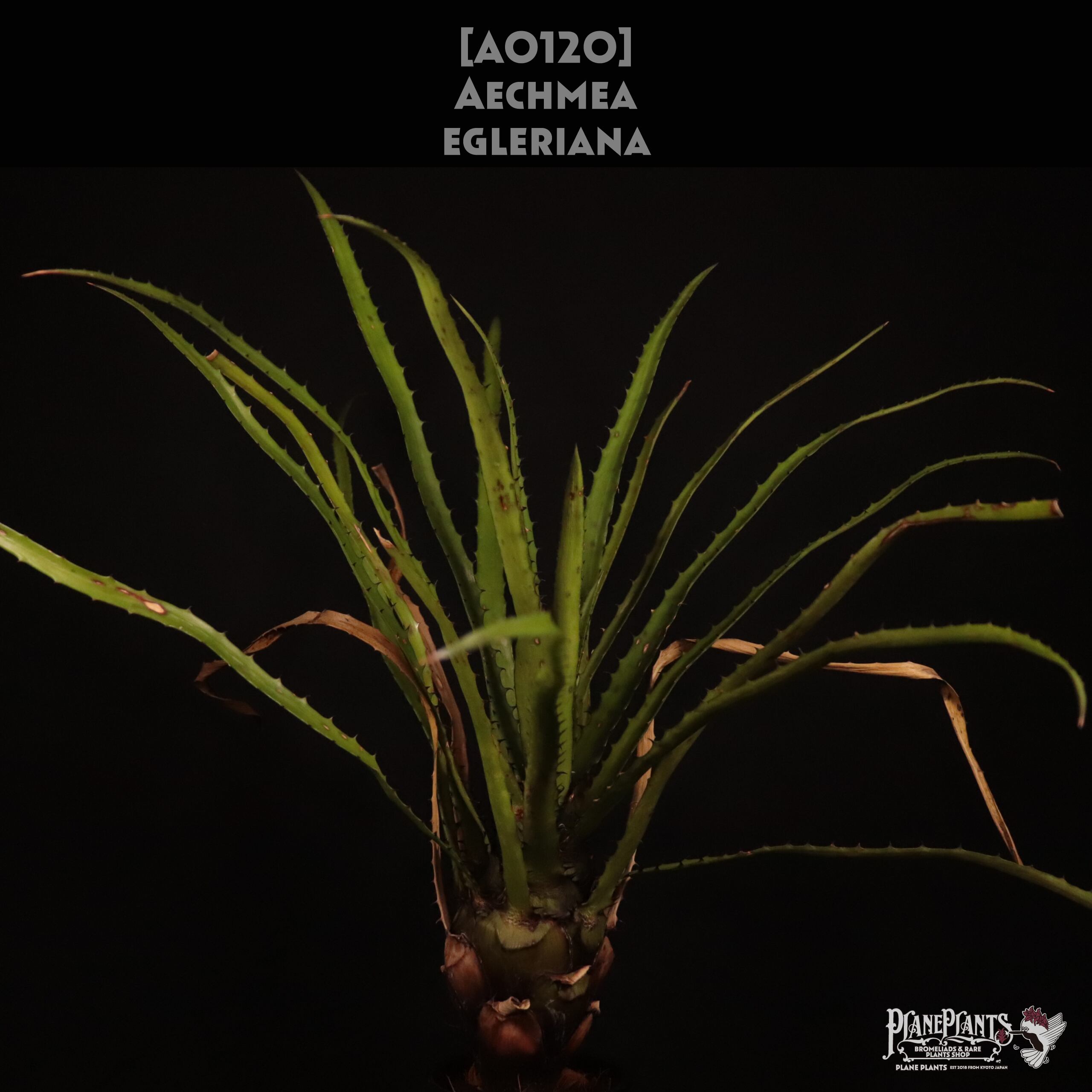 送料無料】Aechmea egleriana〔エクメア〕現品発送A0120 | plane plants