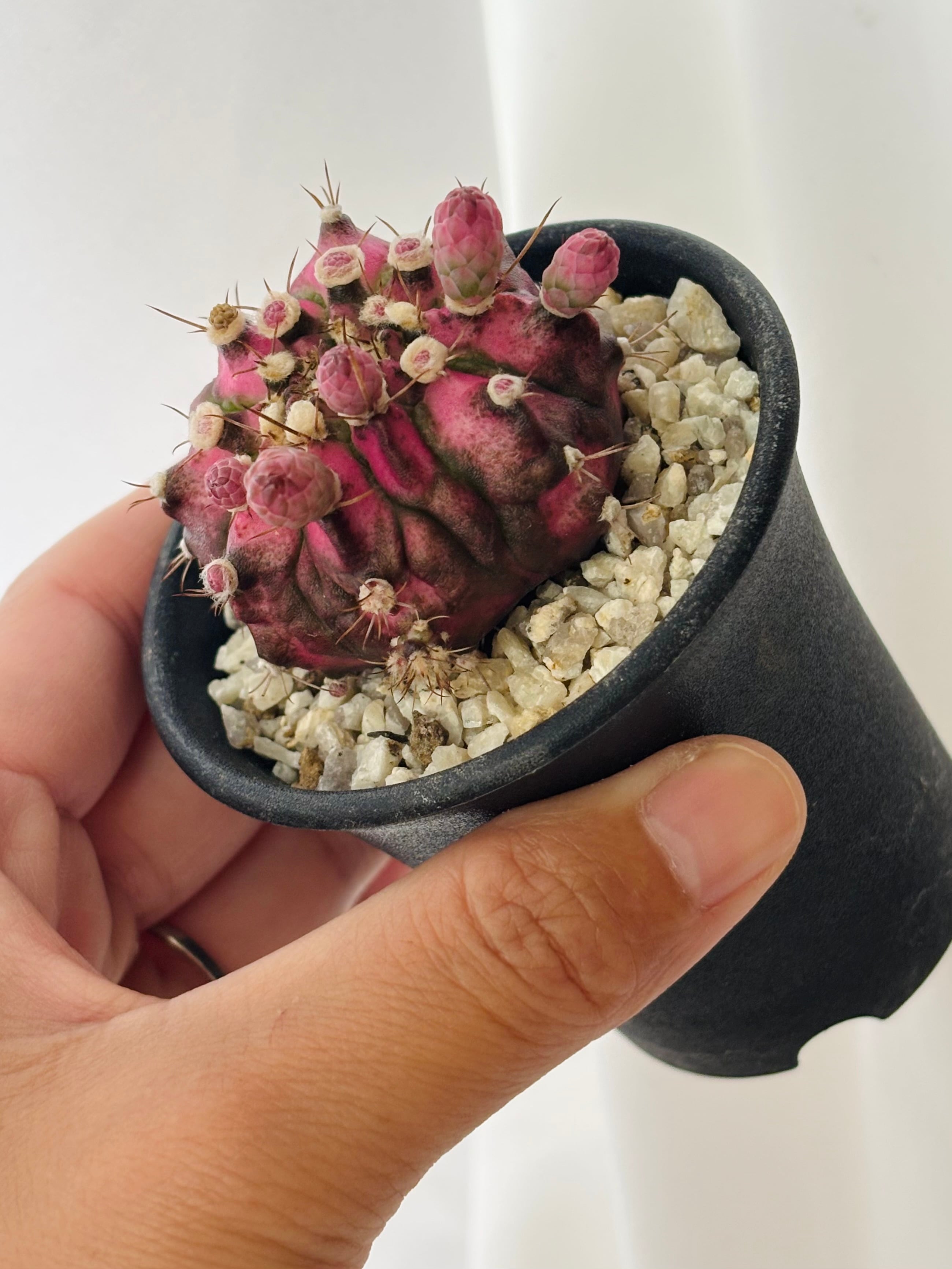 緋牡丹錦 | サボテン Gymnocalycium plants mihanovichii MARU by BASE