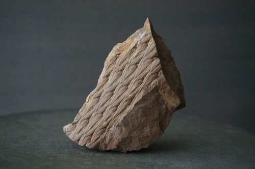 ポーランド産鱗木(ヒカゲノカズラ類)化石  Lepidodendron sp. 2435