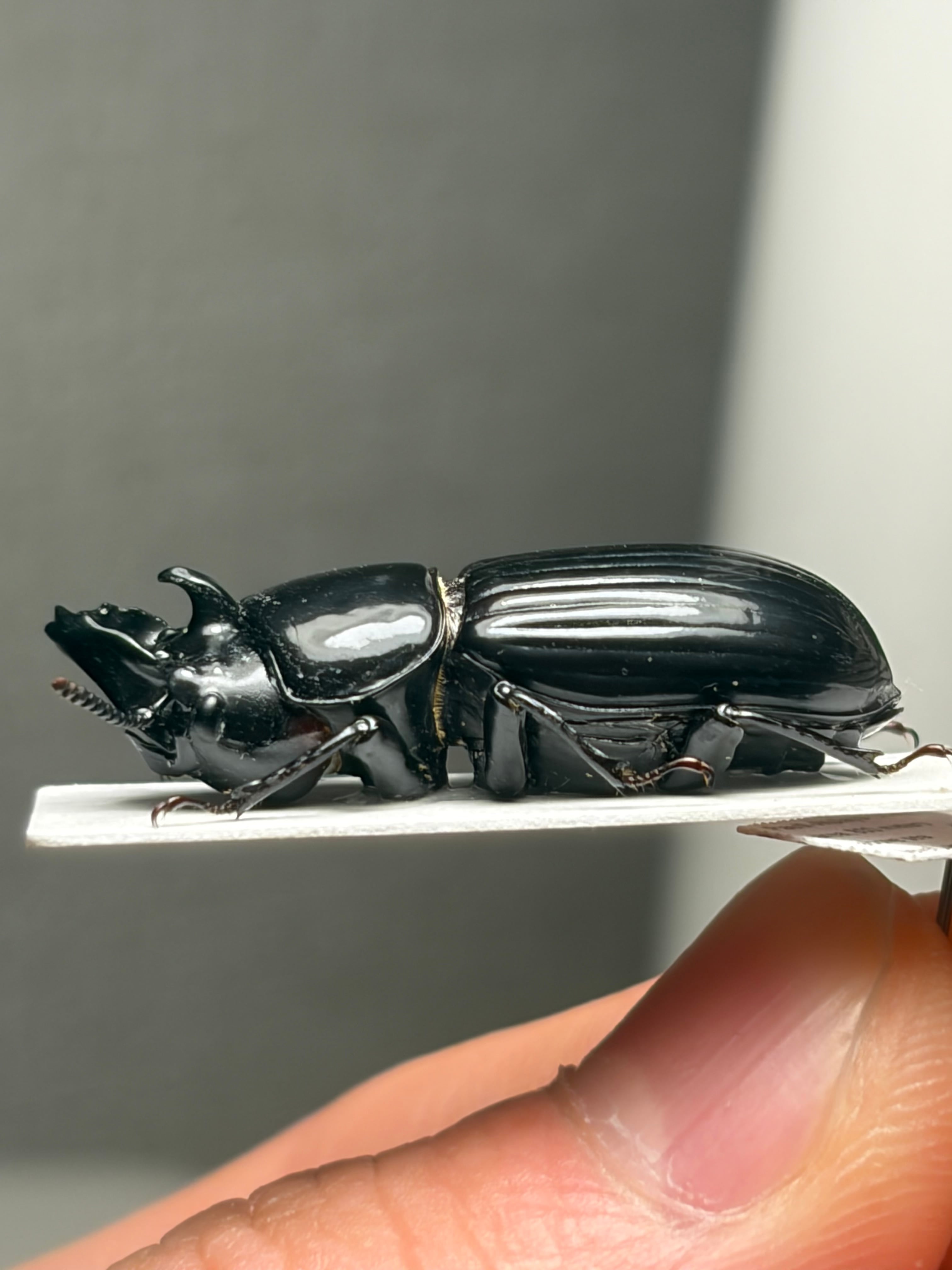 スロベニアのトガリドウクツメクラチビシデムシ 標本 タマキノコムシゴミムシダマシ スロベニアのハラボテメクラチビシデムシ メクラチビゴミムシ 標本