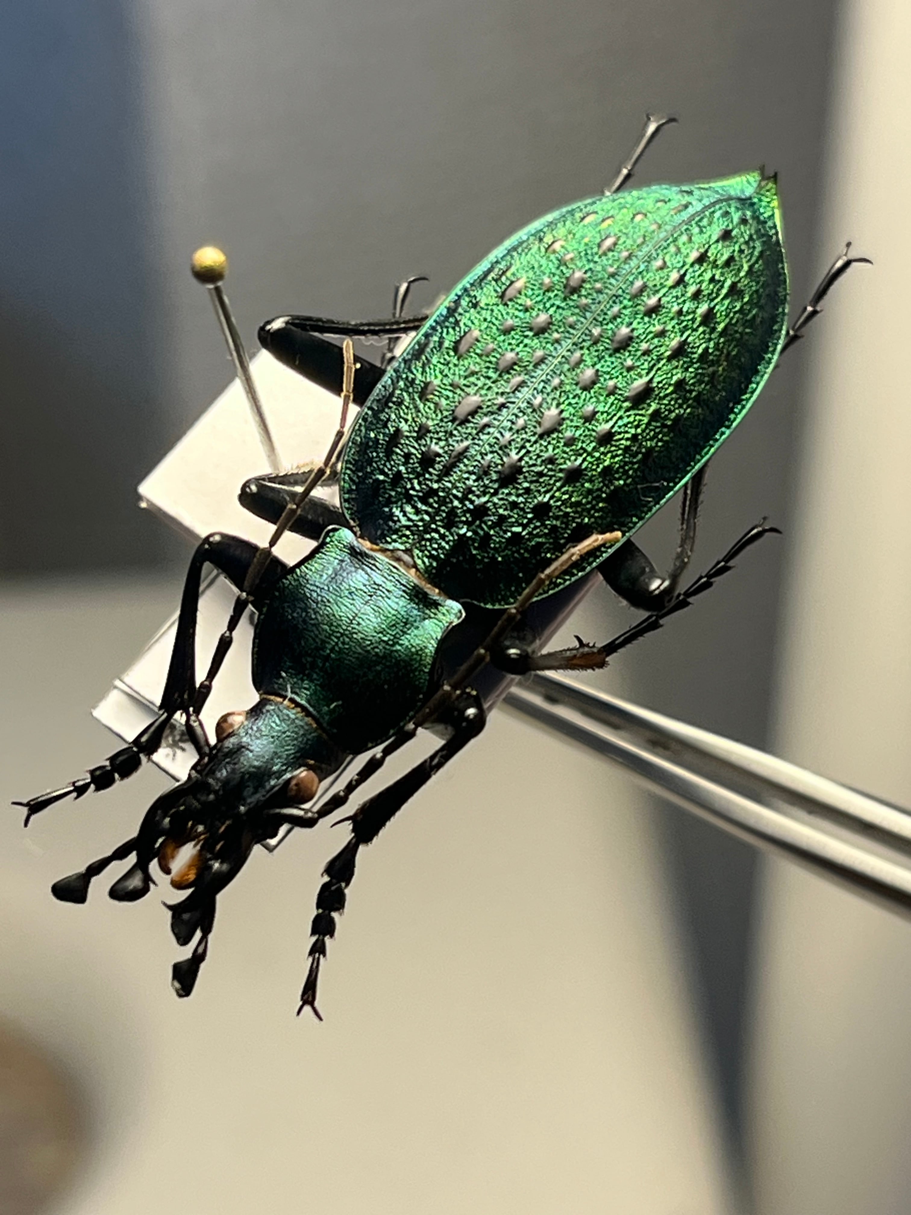 85mm】アラゲオオウスバカミキリ 甲虫昆虫標本タランチュラムカデ