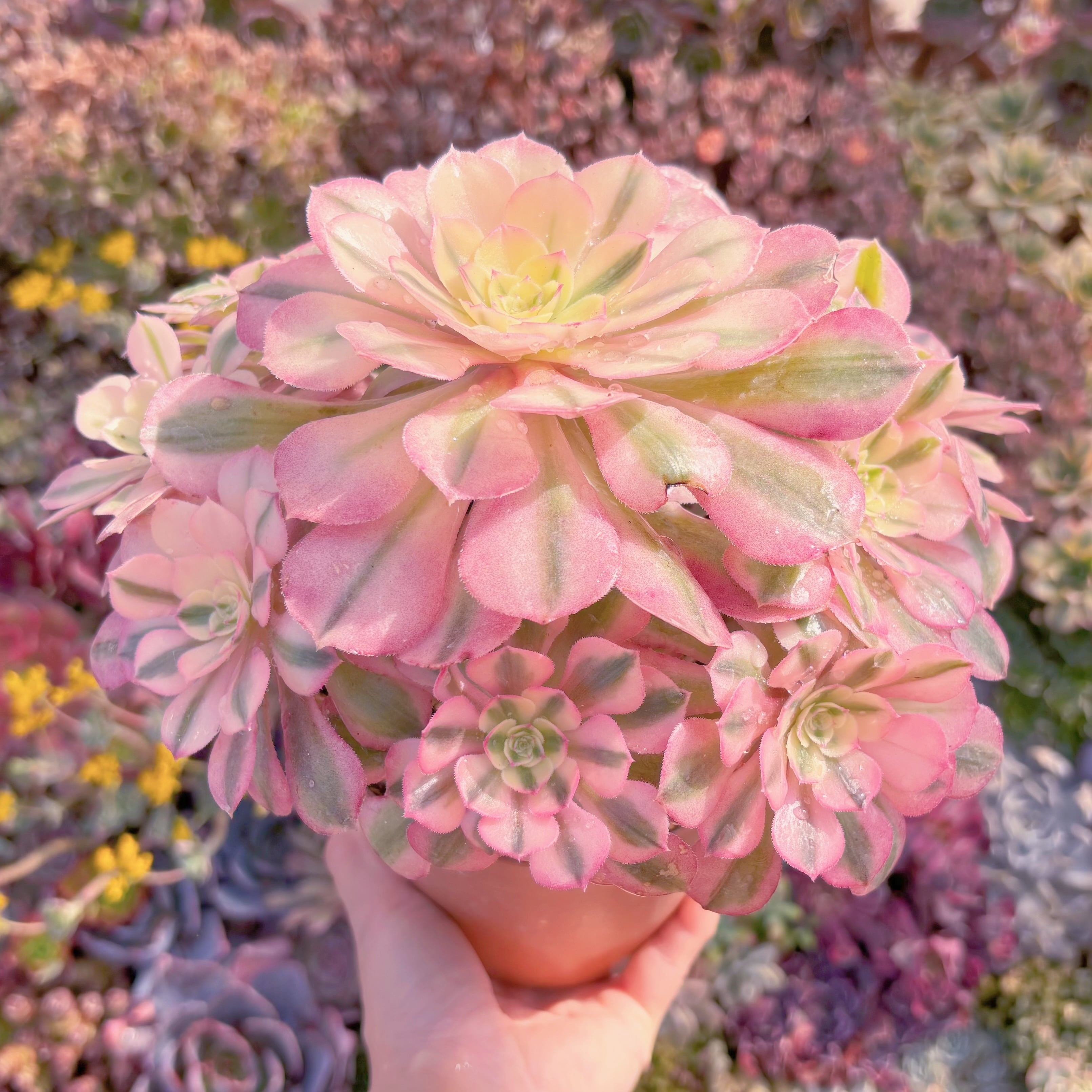 現品　美人鏡錦#1160　特大群生　るる農園