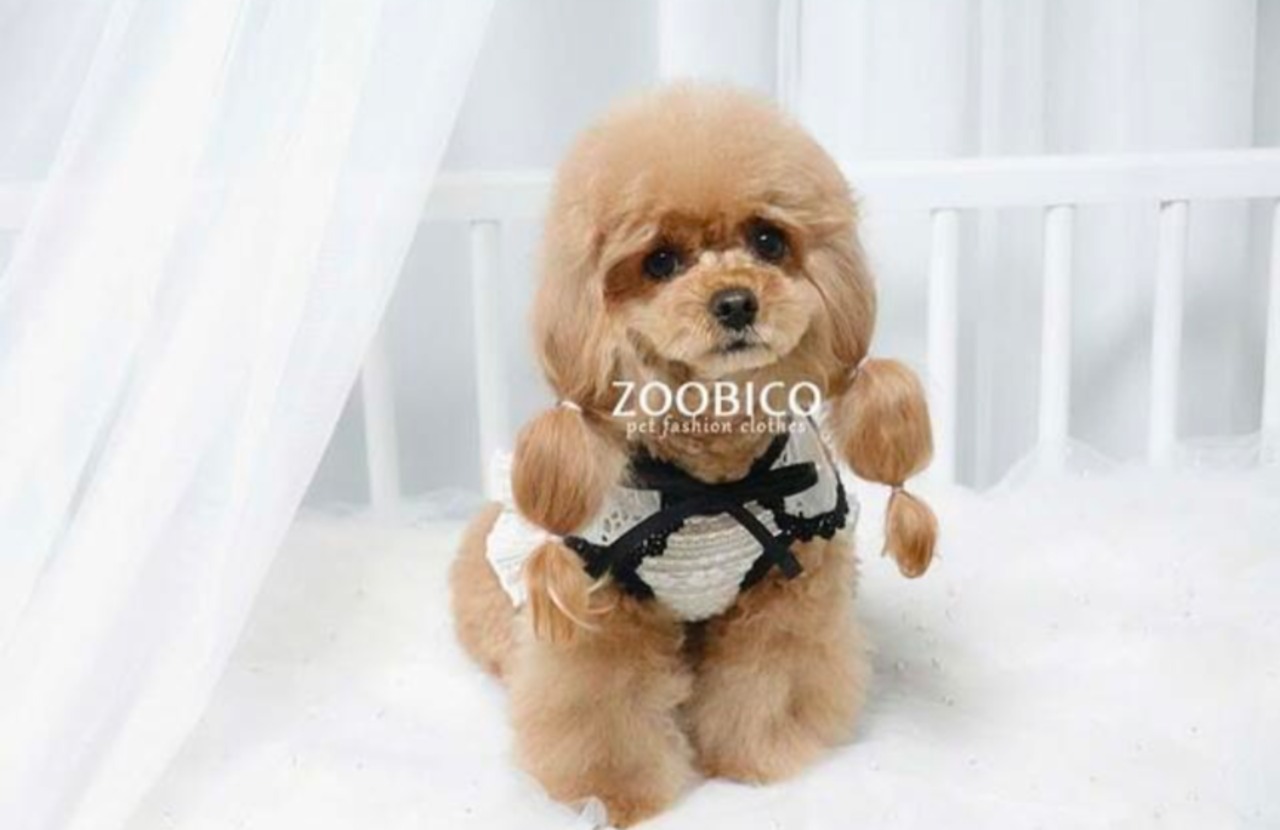 予約【ZOOBICO】カメリアケープ