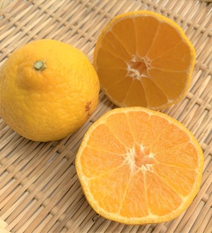 食後にフルーツセット　【柑橘】