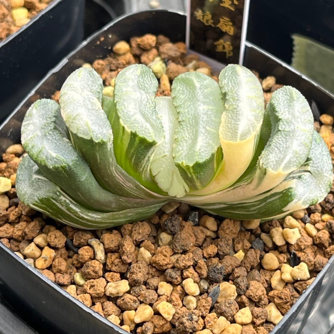 多肉植物　ハオルチア・玉扇錦Ｂ