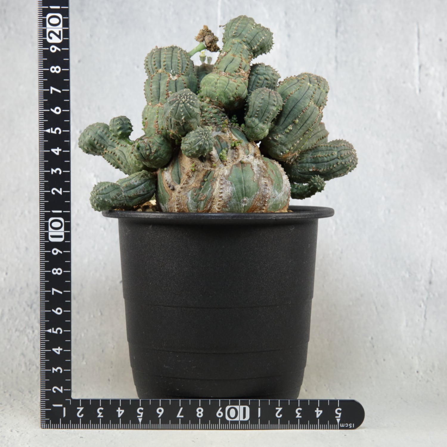 オス株【超厳選株】超大株 直径約15cm 異型 仔吹き まん丸 オベサ