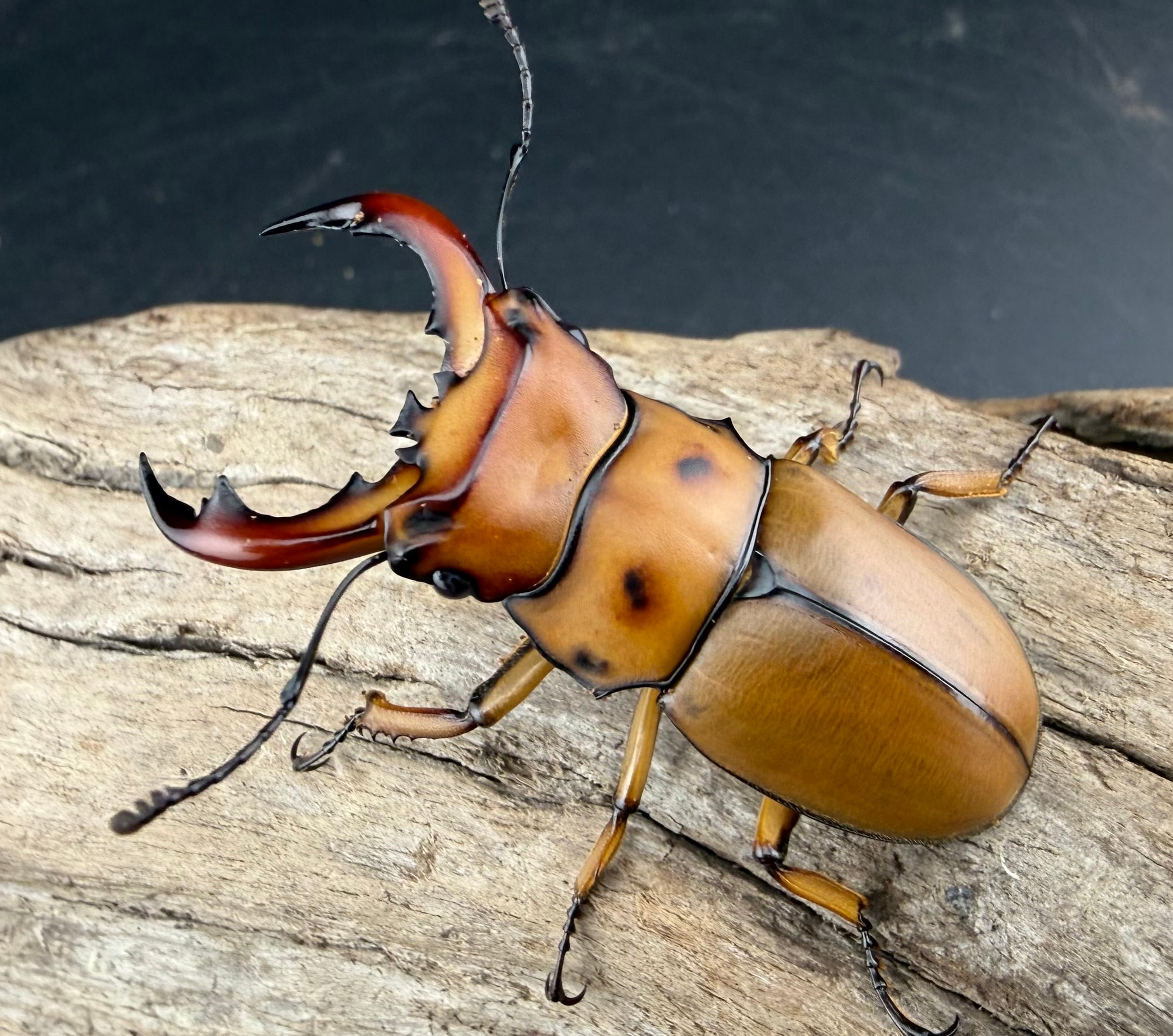 WF1】《グラディアトールメンガタクワガタ 43.5mm ペア》 | KPW公式