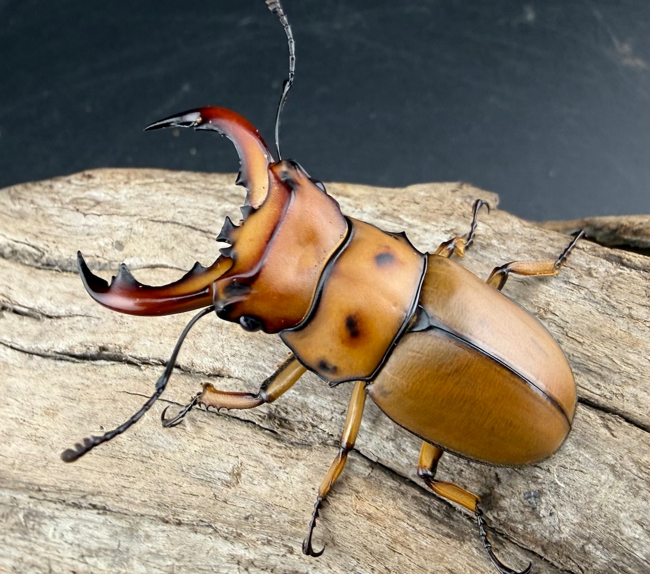 【WF1】《グラディアトールメンガタクワガタ 43.5mm ペア》