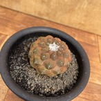 Copiapoa hypogaea【コピアポア・ヒポガエア・バルクテンシス】