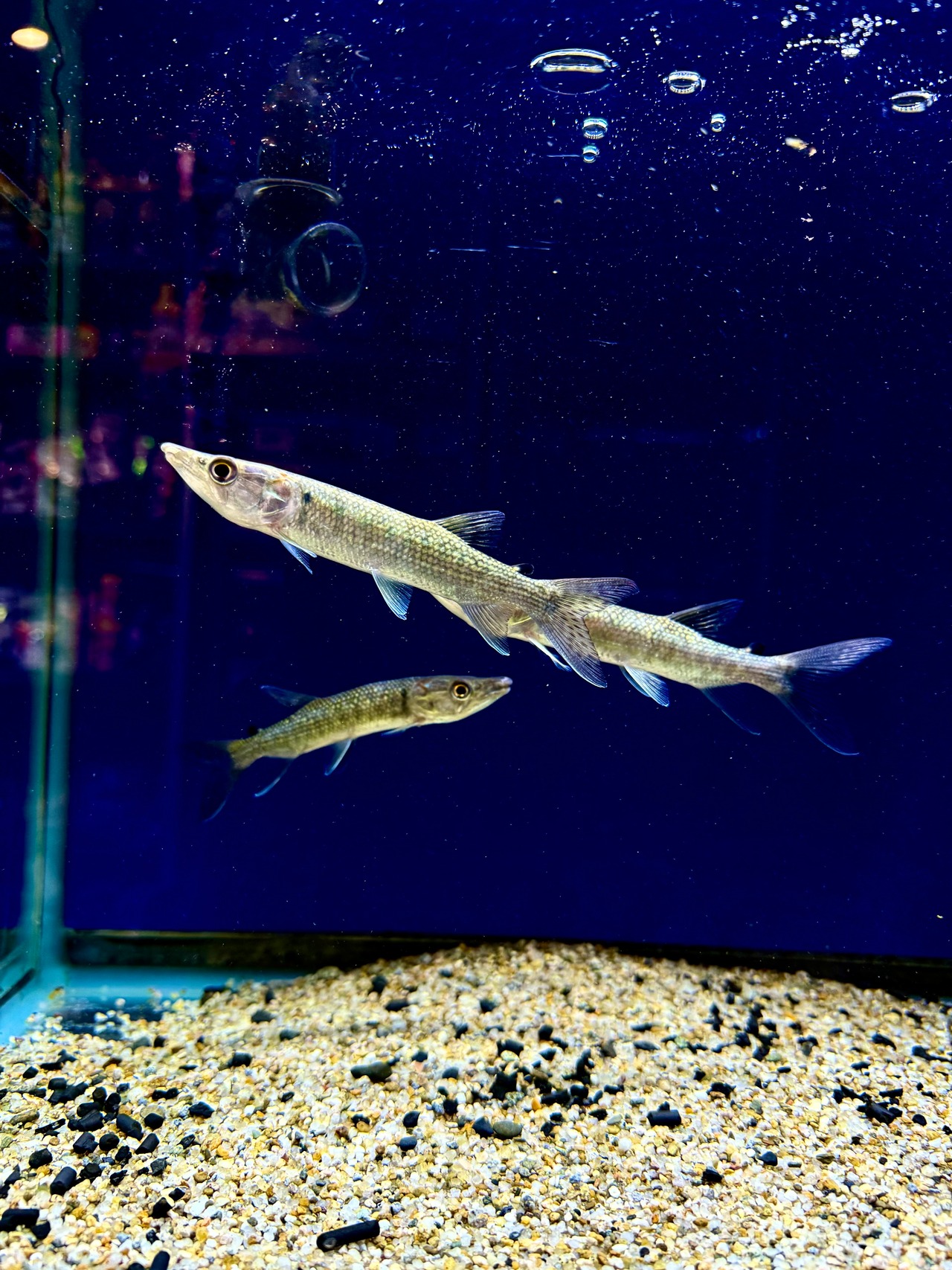 アフリカンパイクカラシン - 2