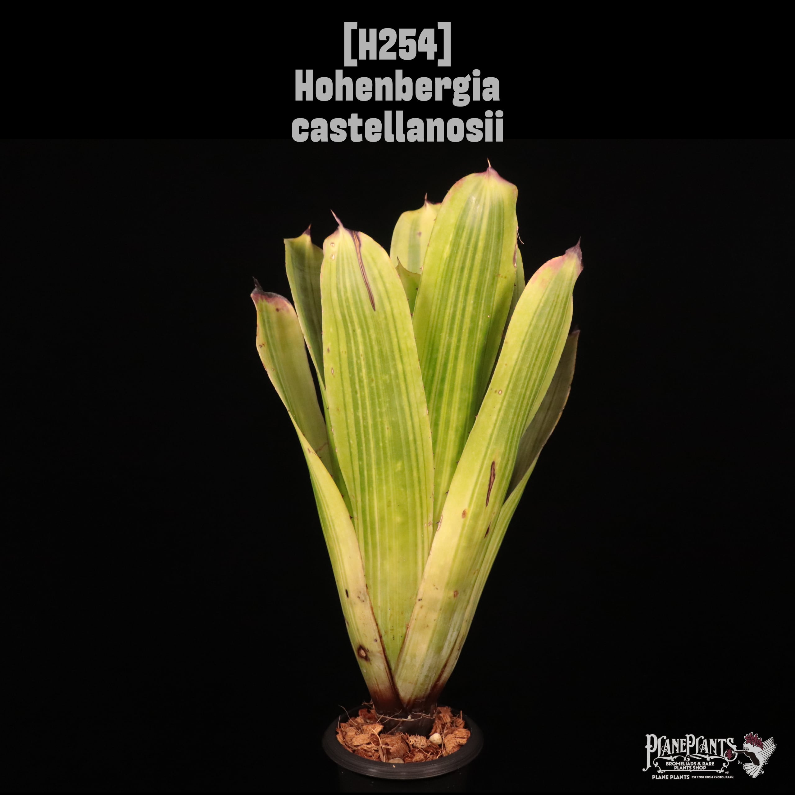 Hohenbergia castellanosii〔ホヘンベルギア〕H254