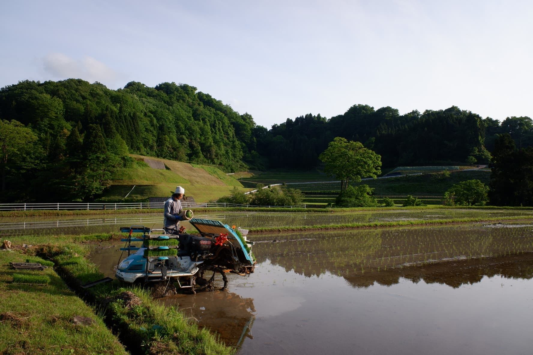 【R7年度産】【毎月届く環境保全米☺】コシヒカリ 白米10kg