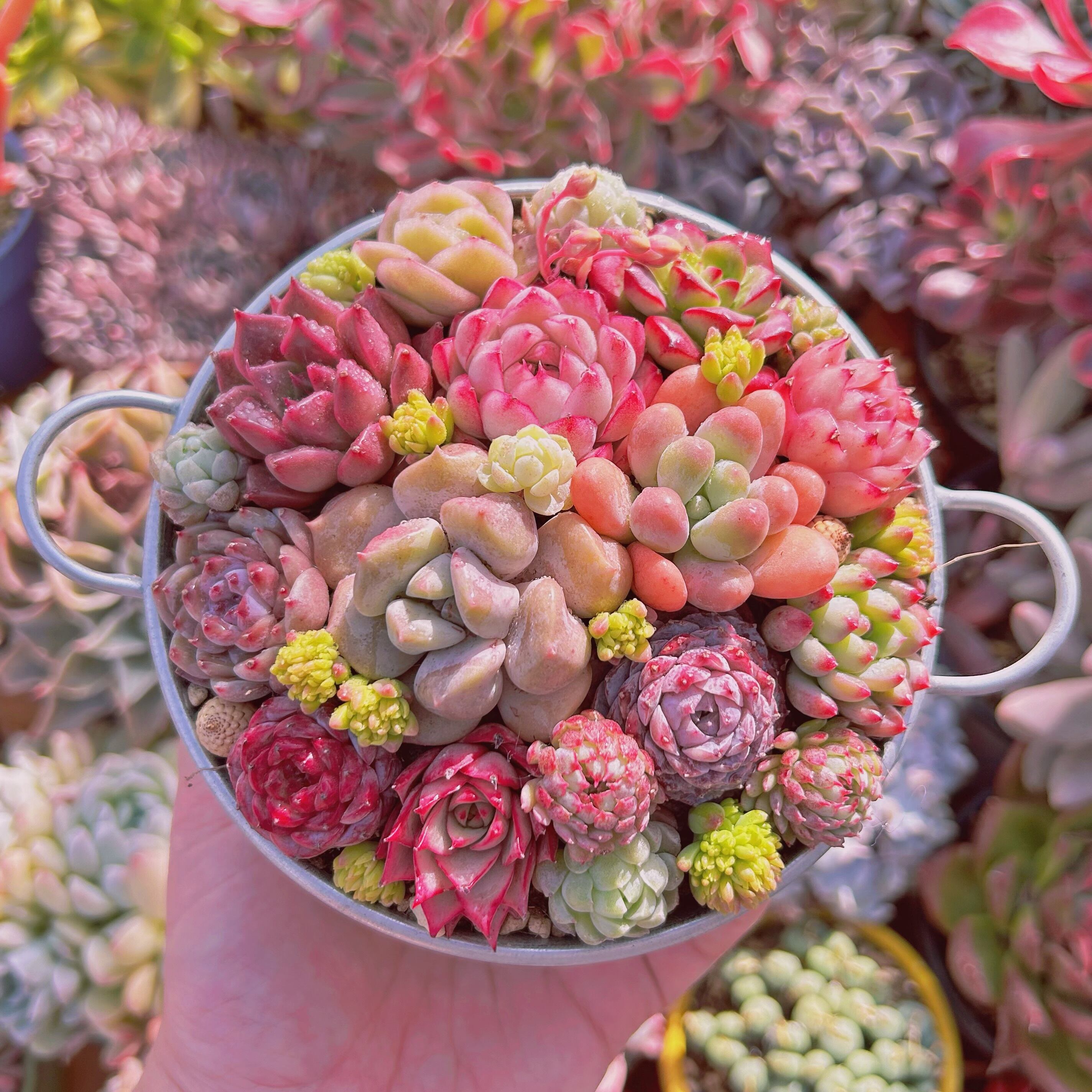 #516現物　寄せ植えセット