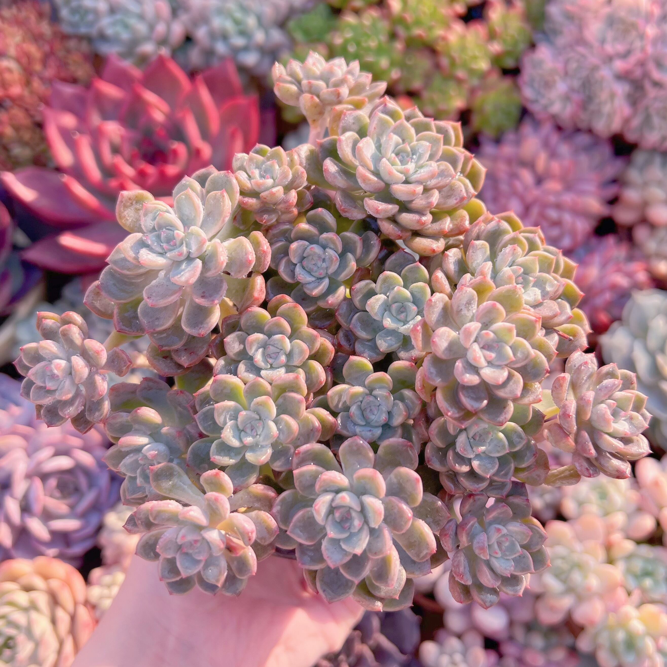 現品　ベビードール#2170　大群生　新入荷