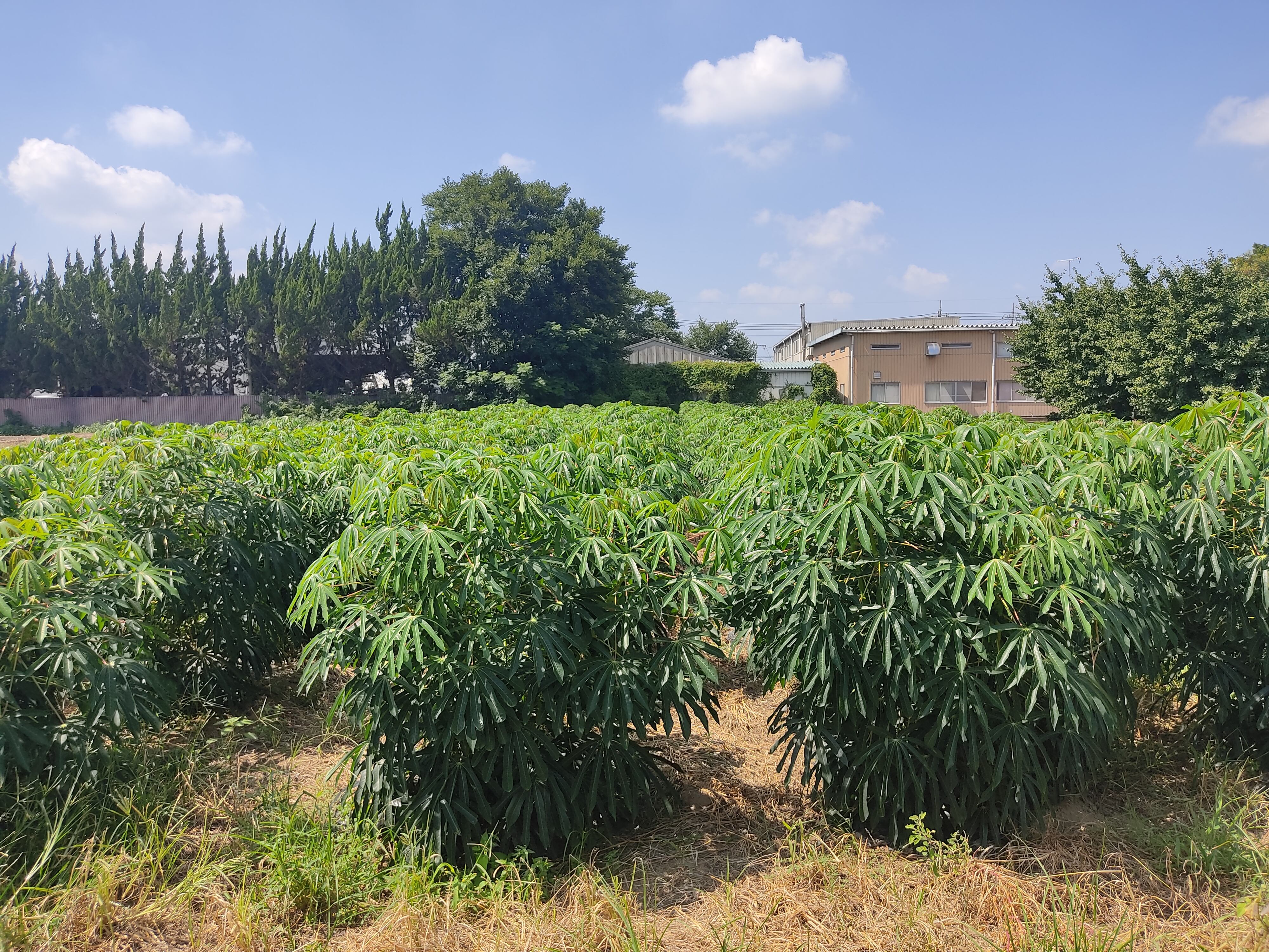 キャッサバ生芋 赤土栽培『ミネラルたっぷり』 15kg チルド便発送