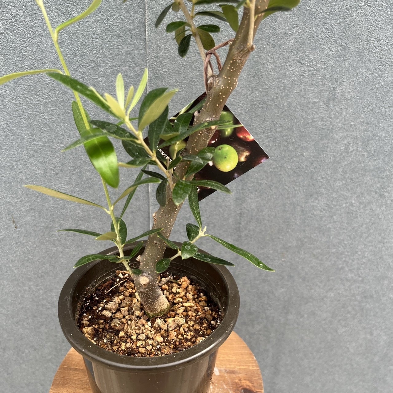 現品］16番 創樹 オリーブ ネバディロブランコ 4号 観葉植物 屋外