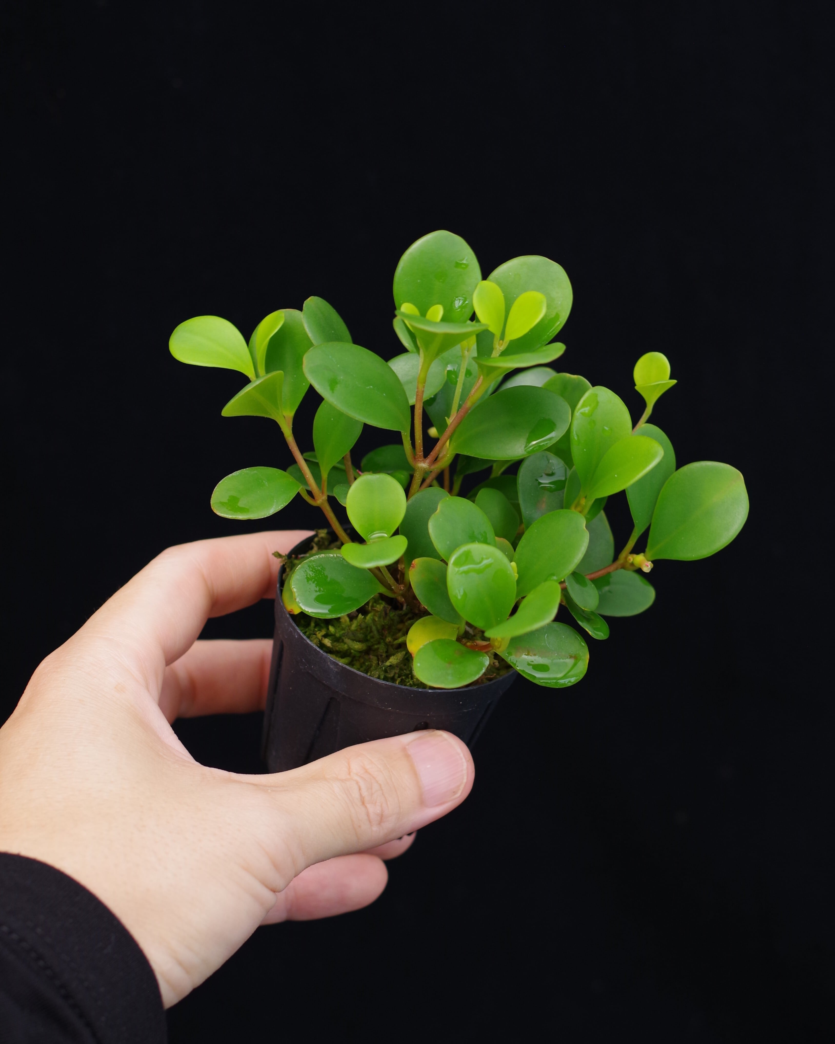Bucephalandra pubes 