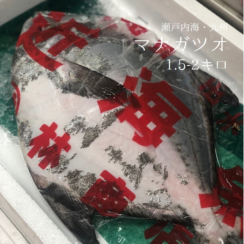 マナガツオ 1尾1.5-2kgサイズ 瀬戸内海 他【マナガツオ1．5−2K