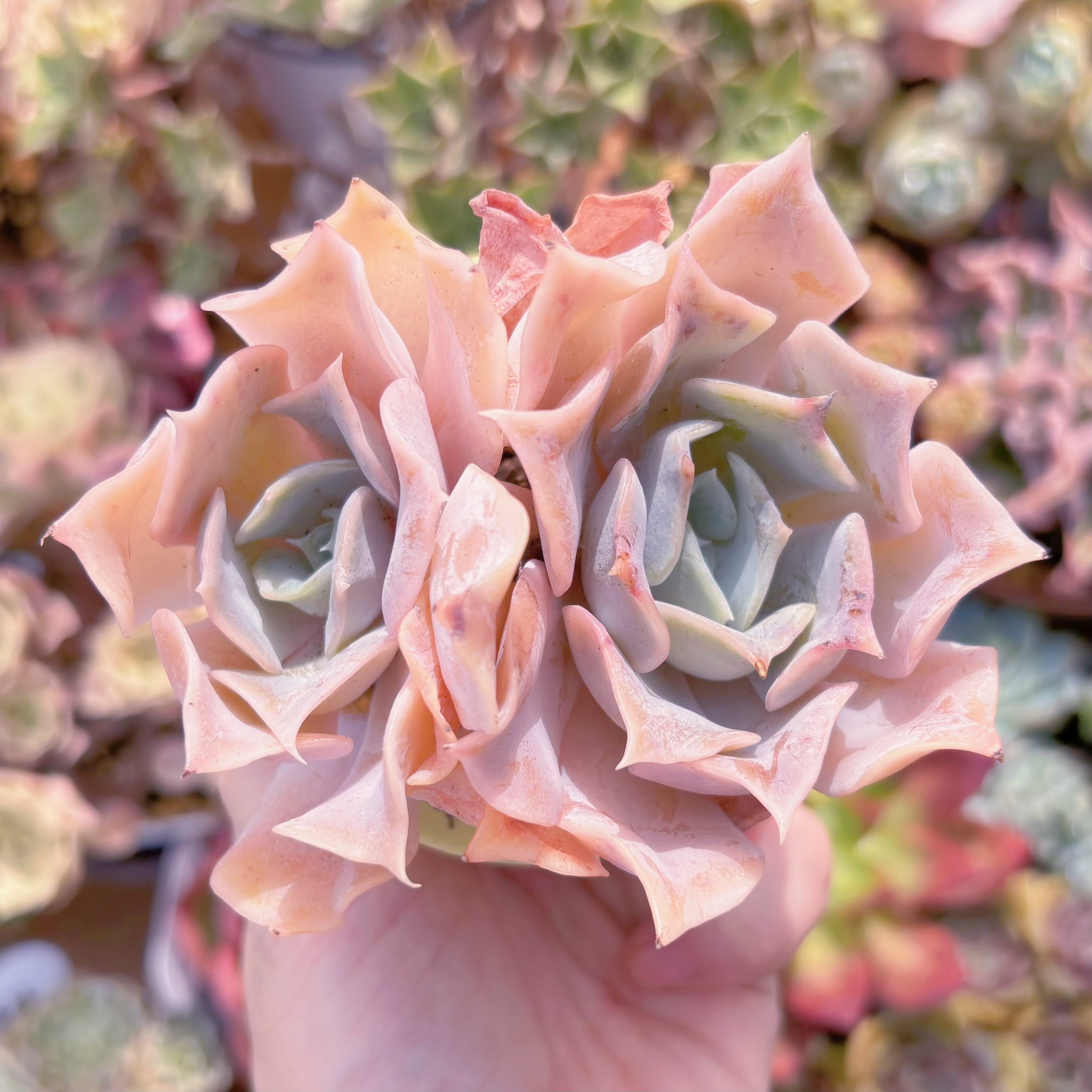 多肉植物　クジラ　新入荷　るる農園