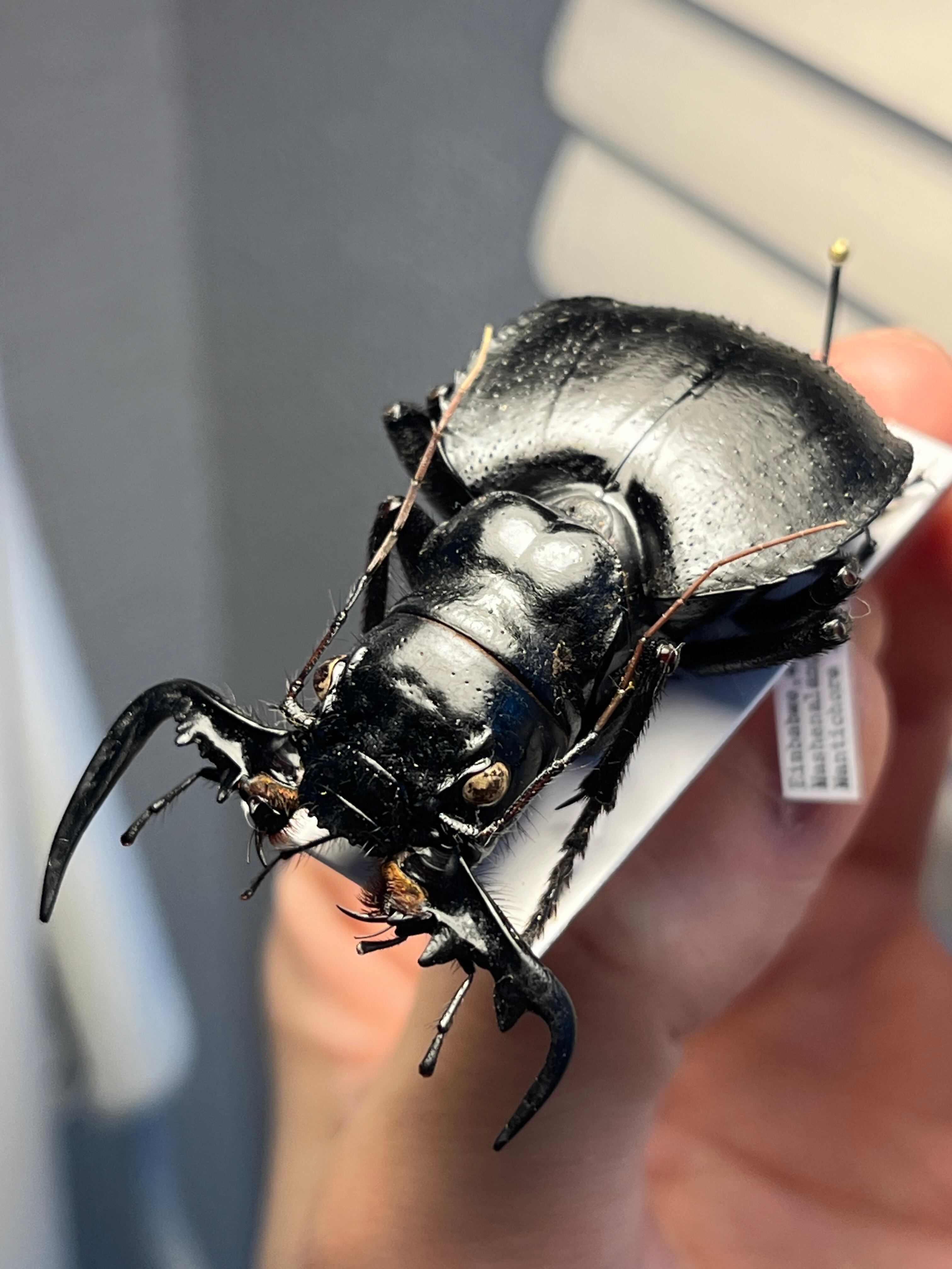 大閻魔斑猫最大種】オオエンマハンミョウ Manticora タンザニア産 昆虫