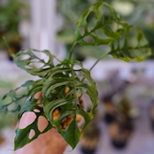 【実生】モンステラ オブリクア ペルー / Monstera Obliqua Peru②