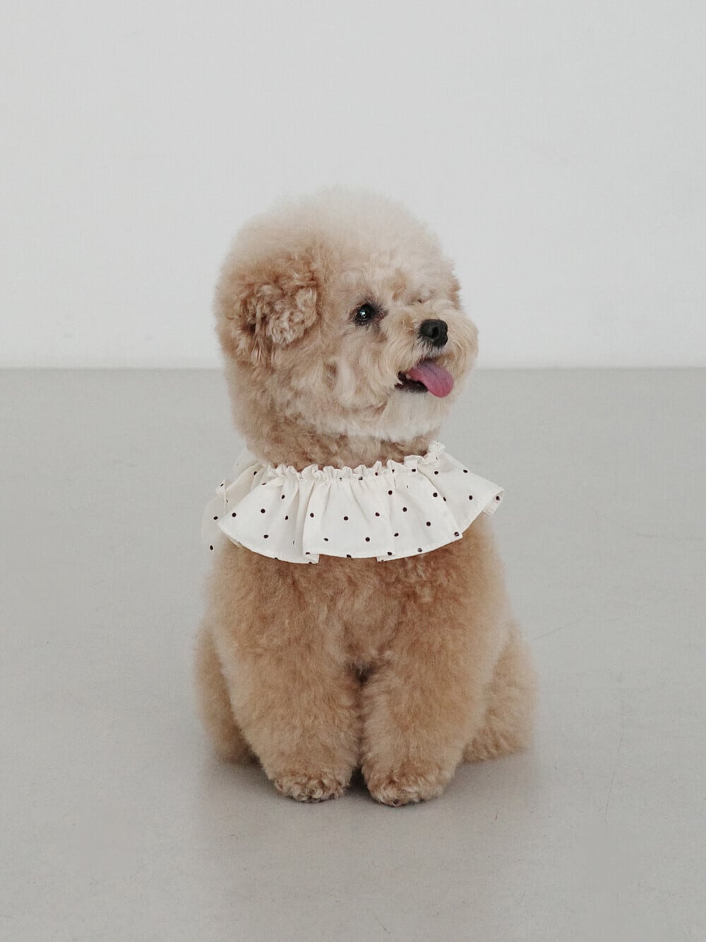 予約【OHDIBS】capeness no.20 _ MINI DOT
