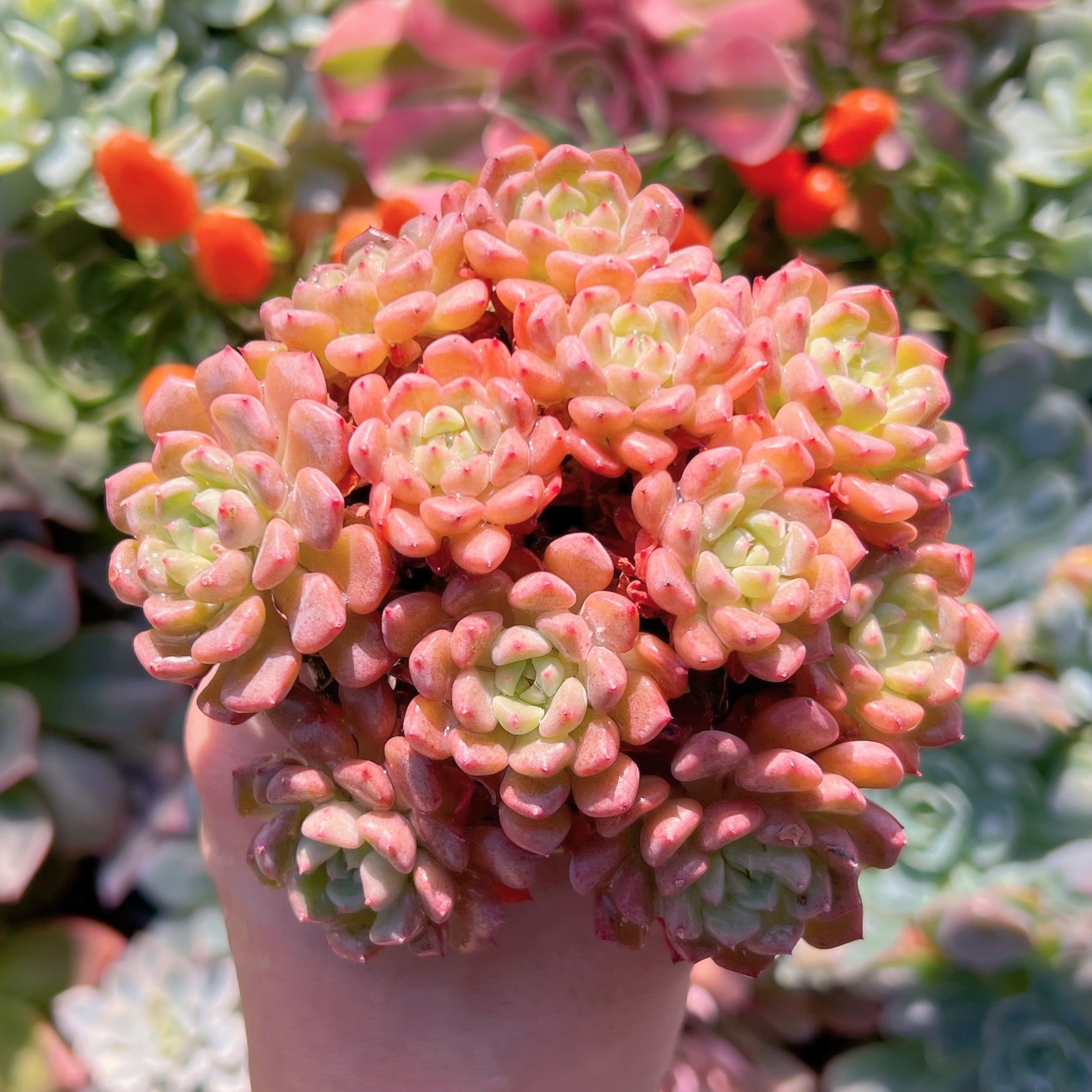 多肉植物　スノーピーチ　群生　新入荷　るる農園