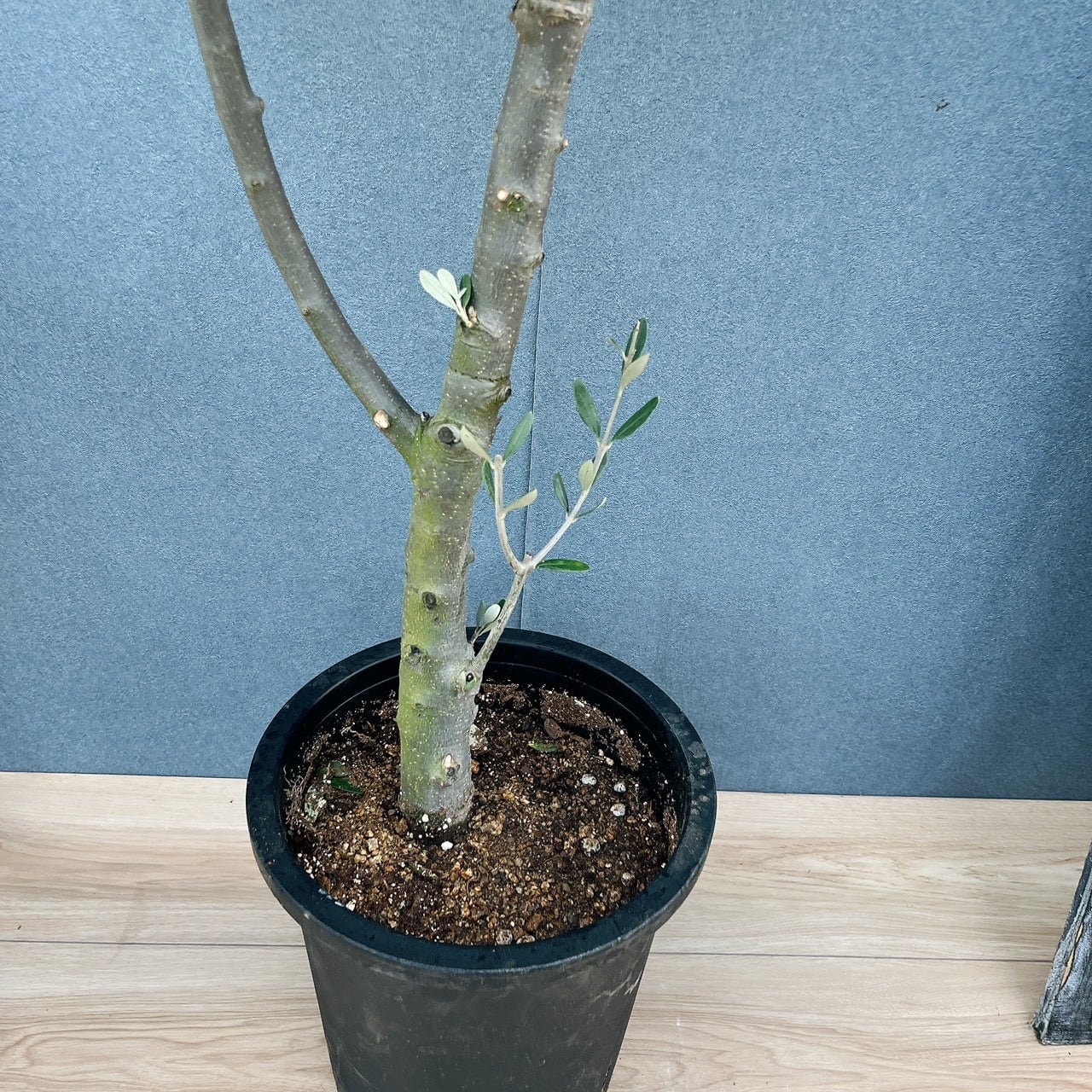 現品］♡おしゃれ♡ 54番 創樹 オリーブ チプレッシーノ 8号 観葉植物