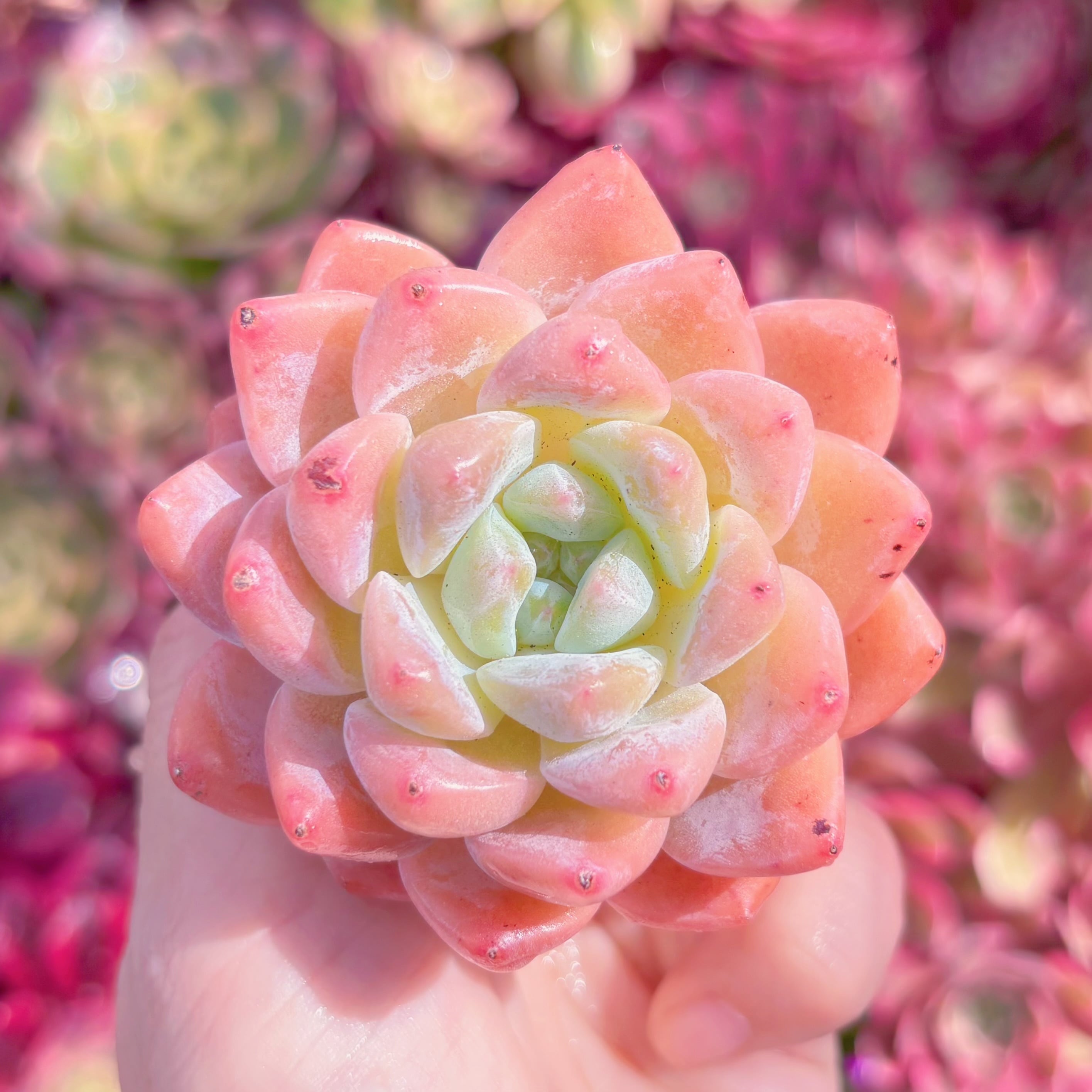 多肉植物　厚夢　新入荷　るる農園