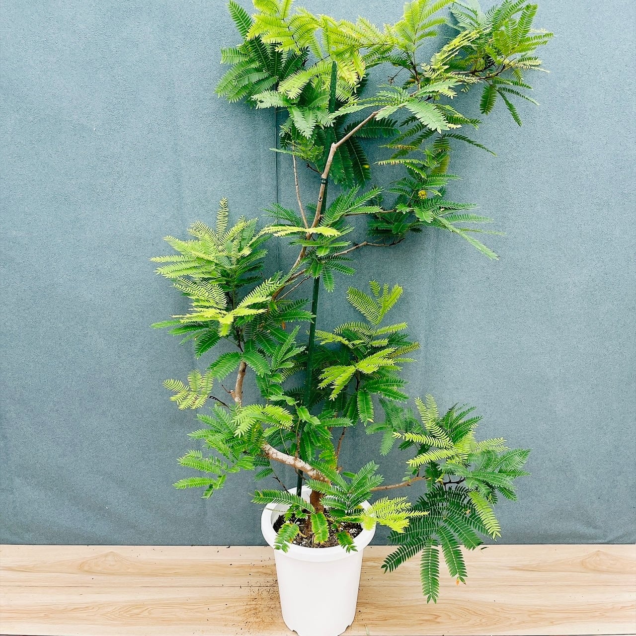 現品］60番 フィカス エラスティカ ソフィア 曲がり 8号 観葉植物 室内