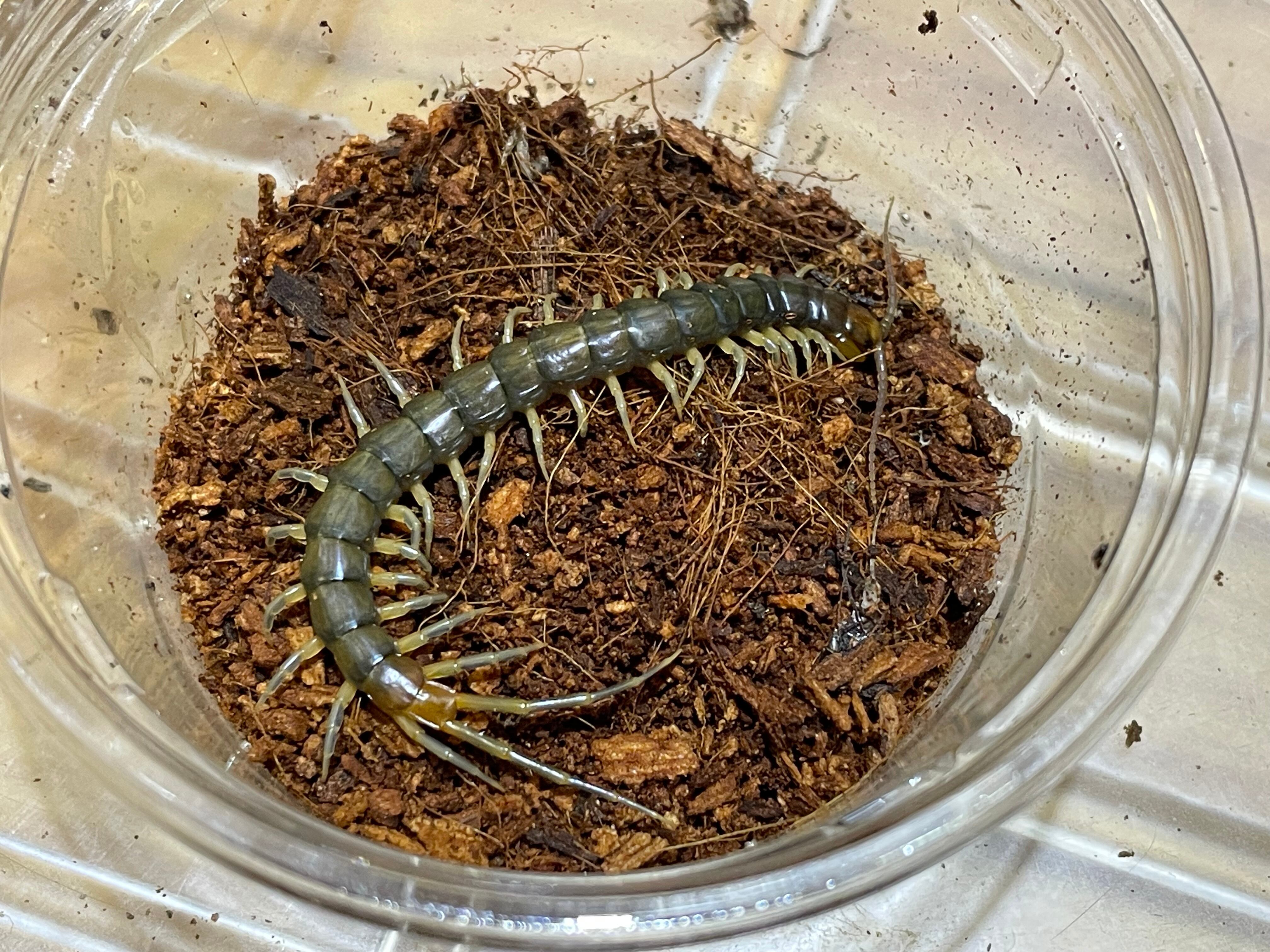 外国産ムカデ(タイ産WD) 30匹セット#奇蟲 #虫 #ムカデ