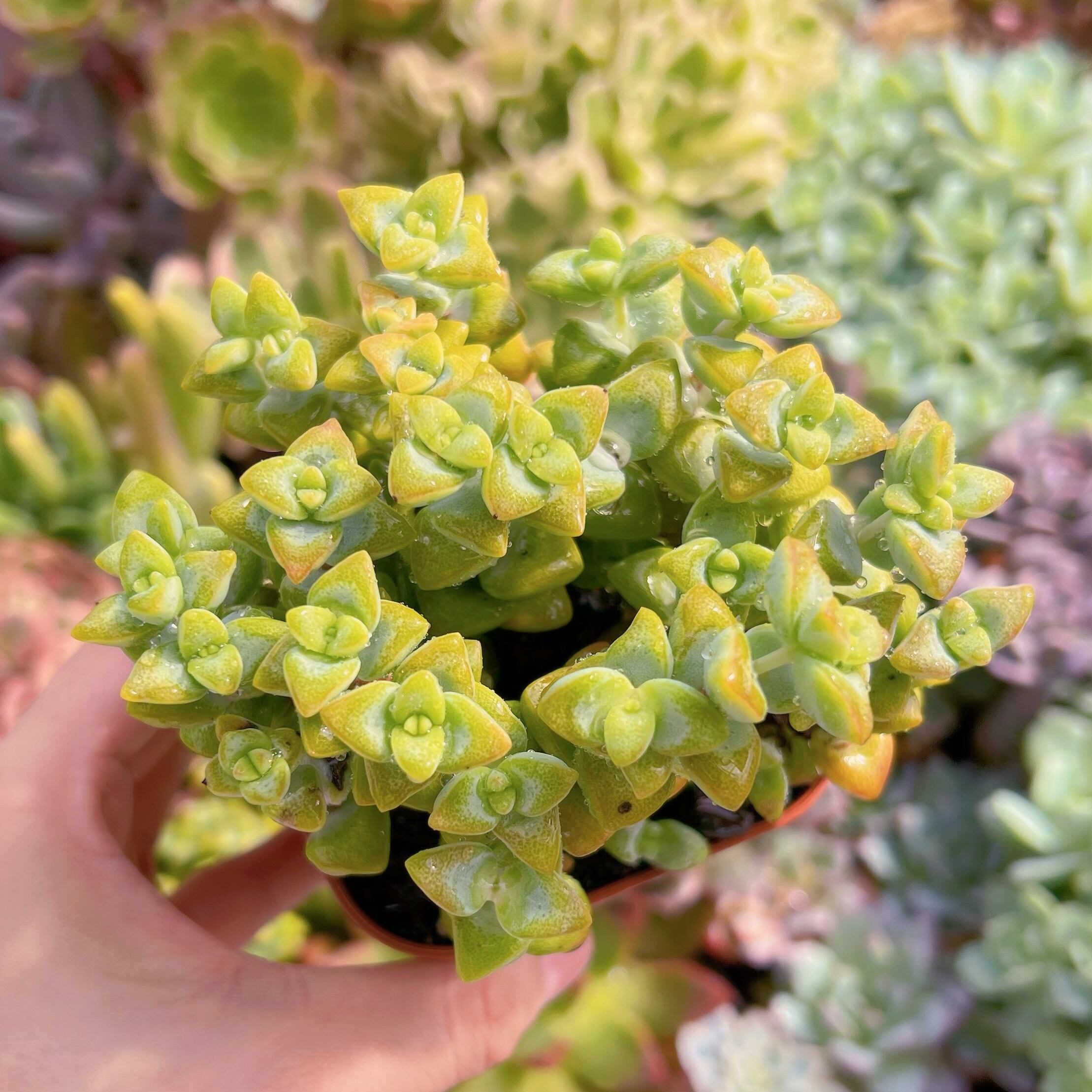 現物　ラブハート#611   るる農園