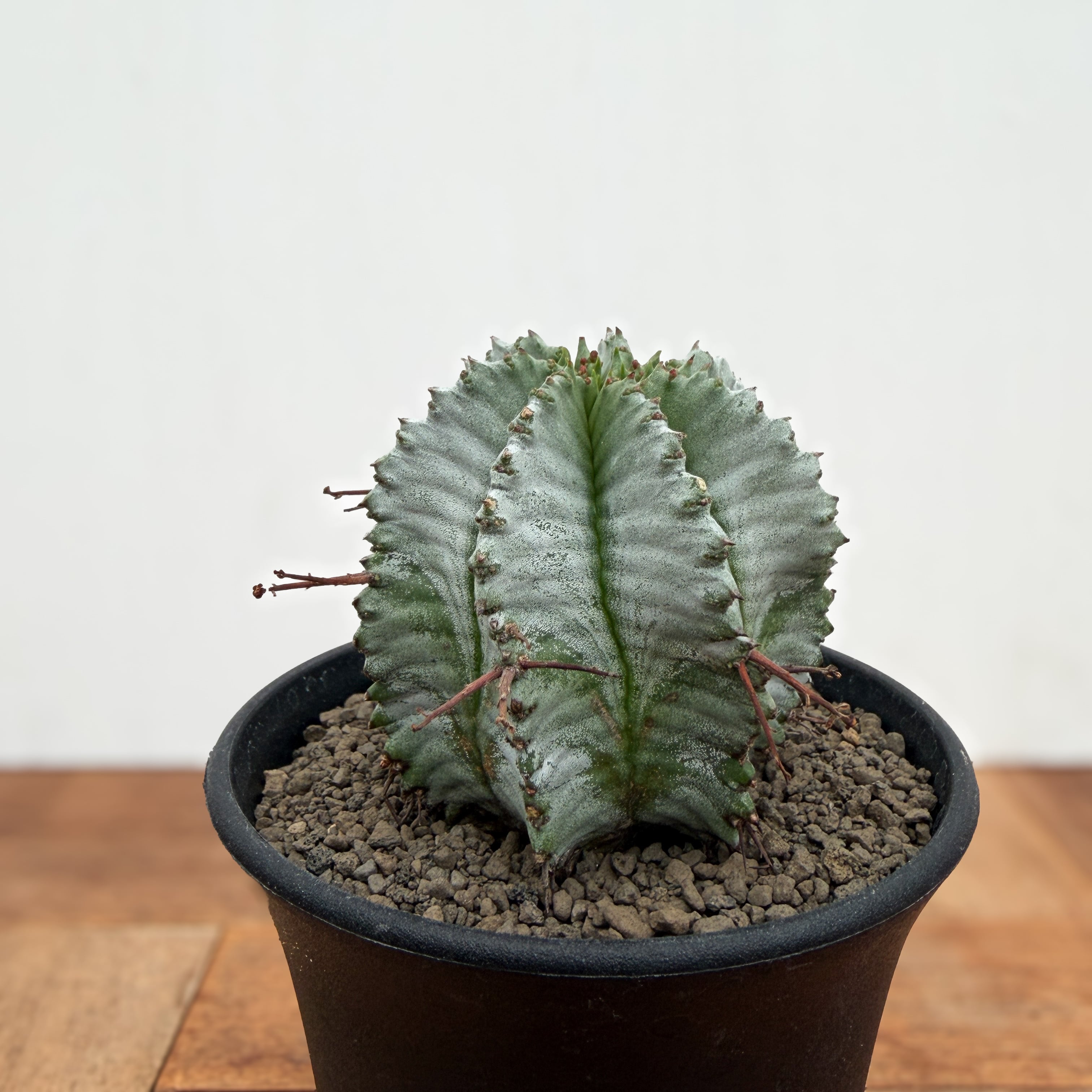 Euphorbia hyb. horrida【ユーフォルビア・玉型白ホリダ】 | RIMO'S