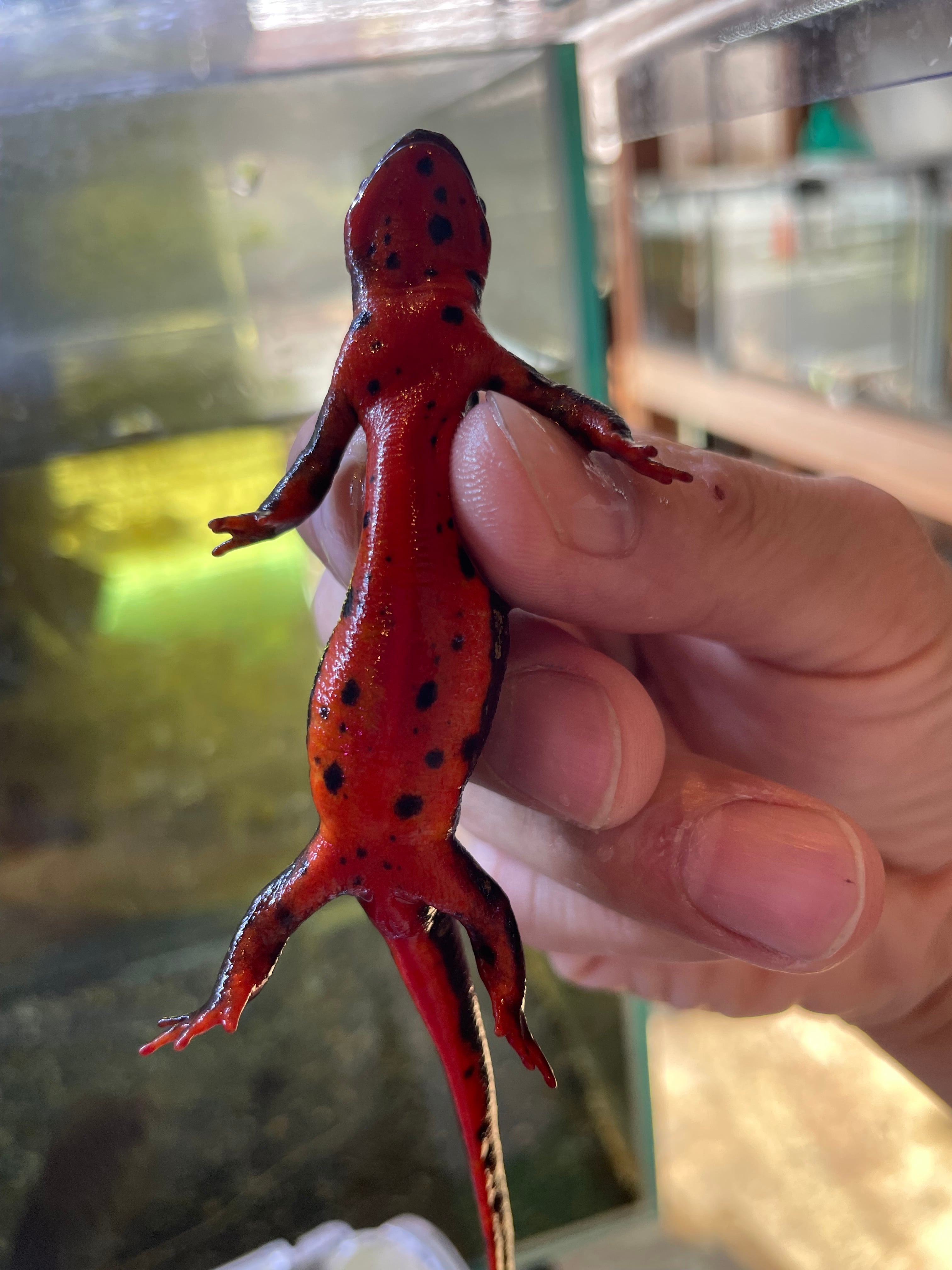 沖縄シリケンイモリ【金斑入り】 | アクアショップ 青