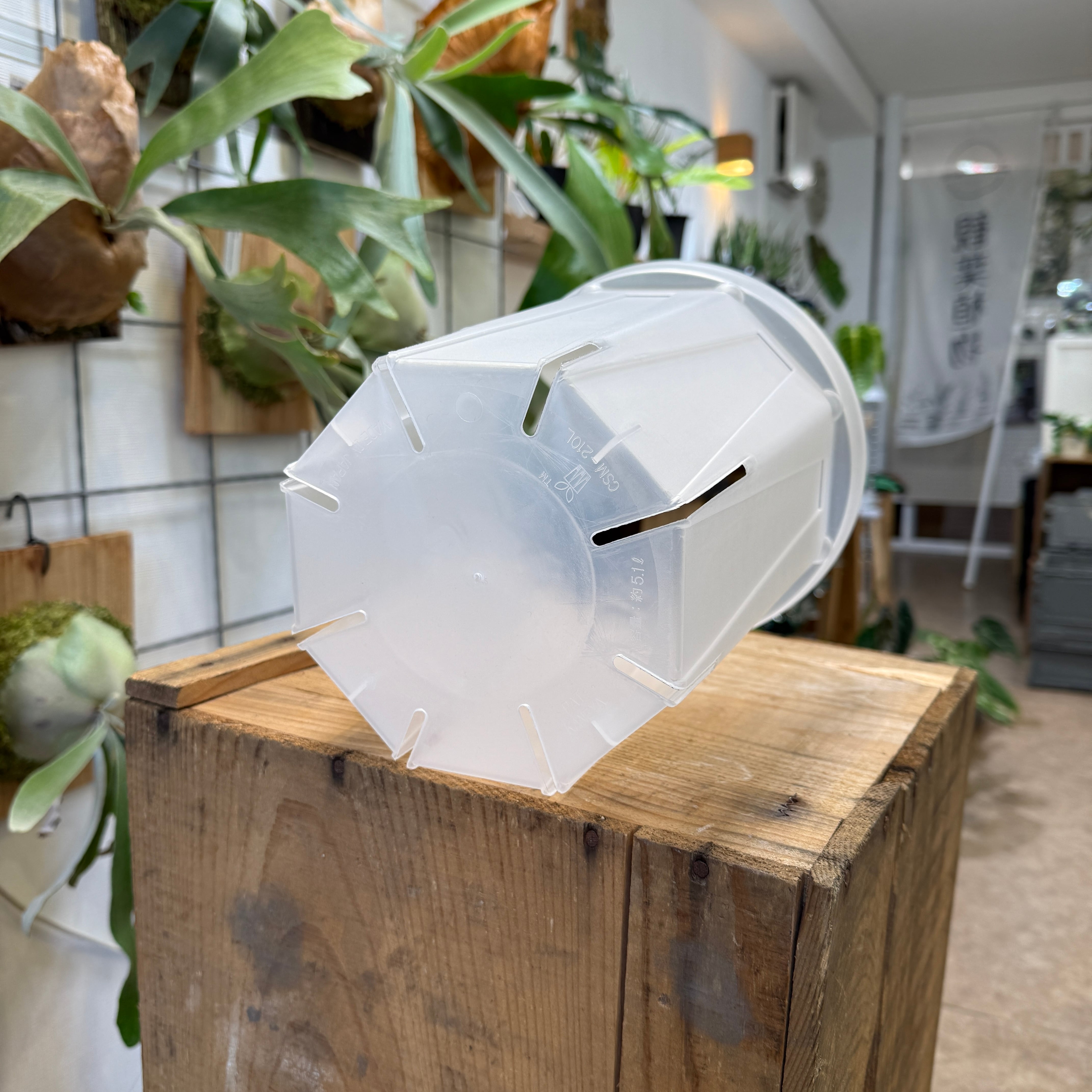 ネガミエル NEgamieru 透明鉢 7号 | plants here