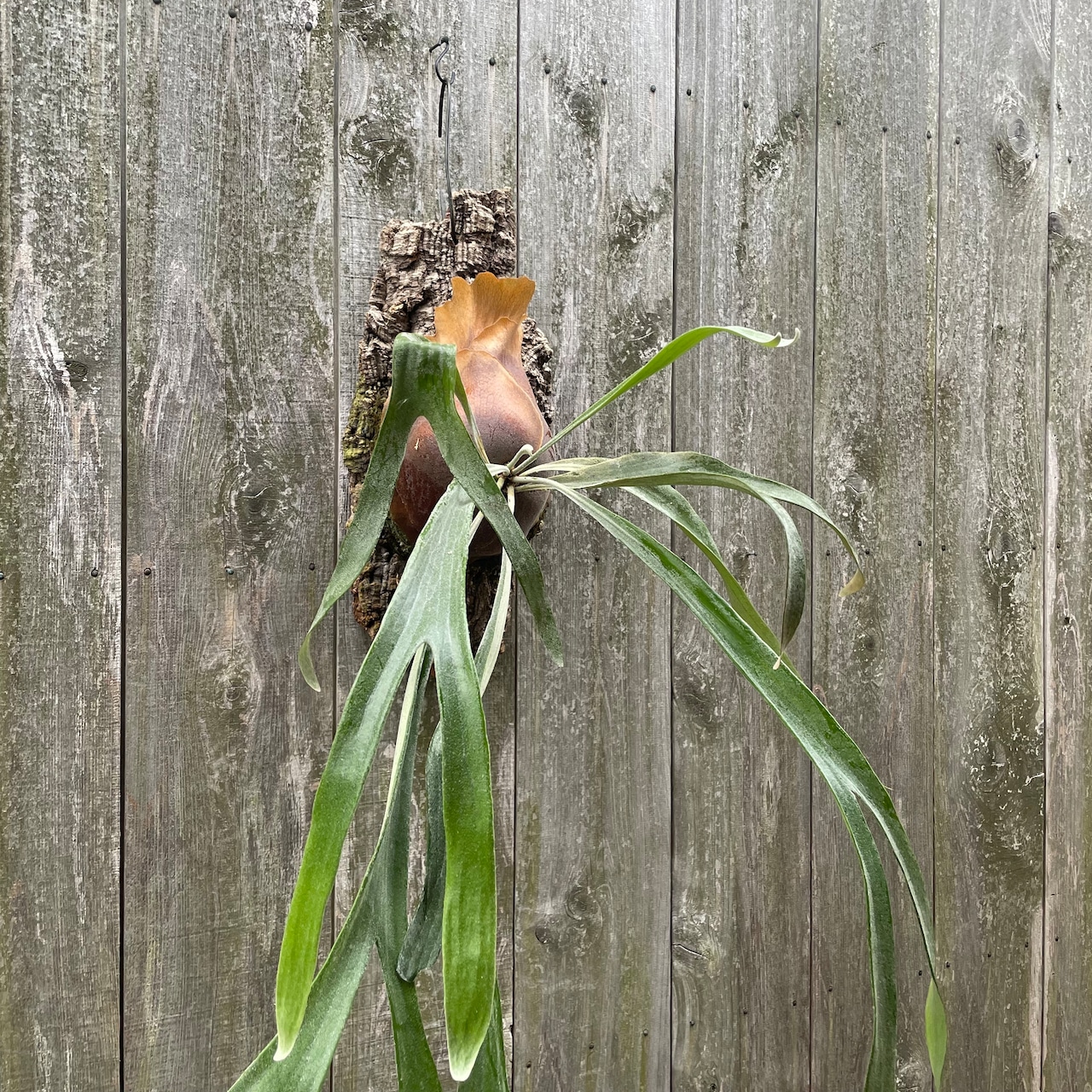 P.Peka(P.Mt Lewis x bifurcatum) | naturefix